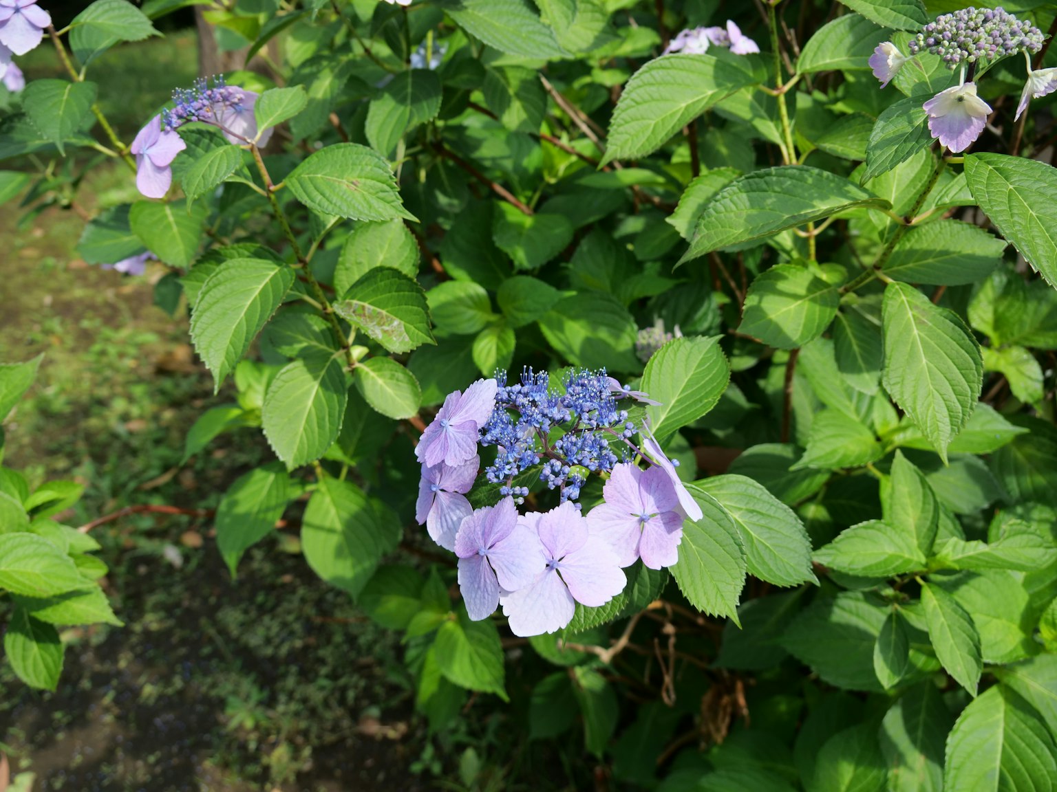 特寫植物，藍紫色花朵和綠色葉子