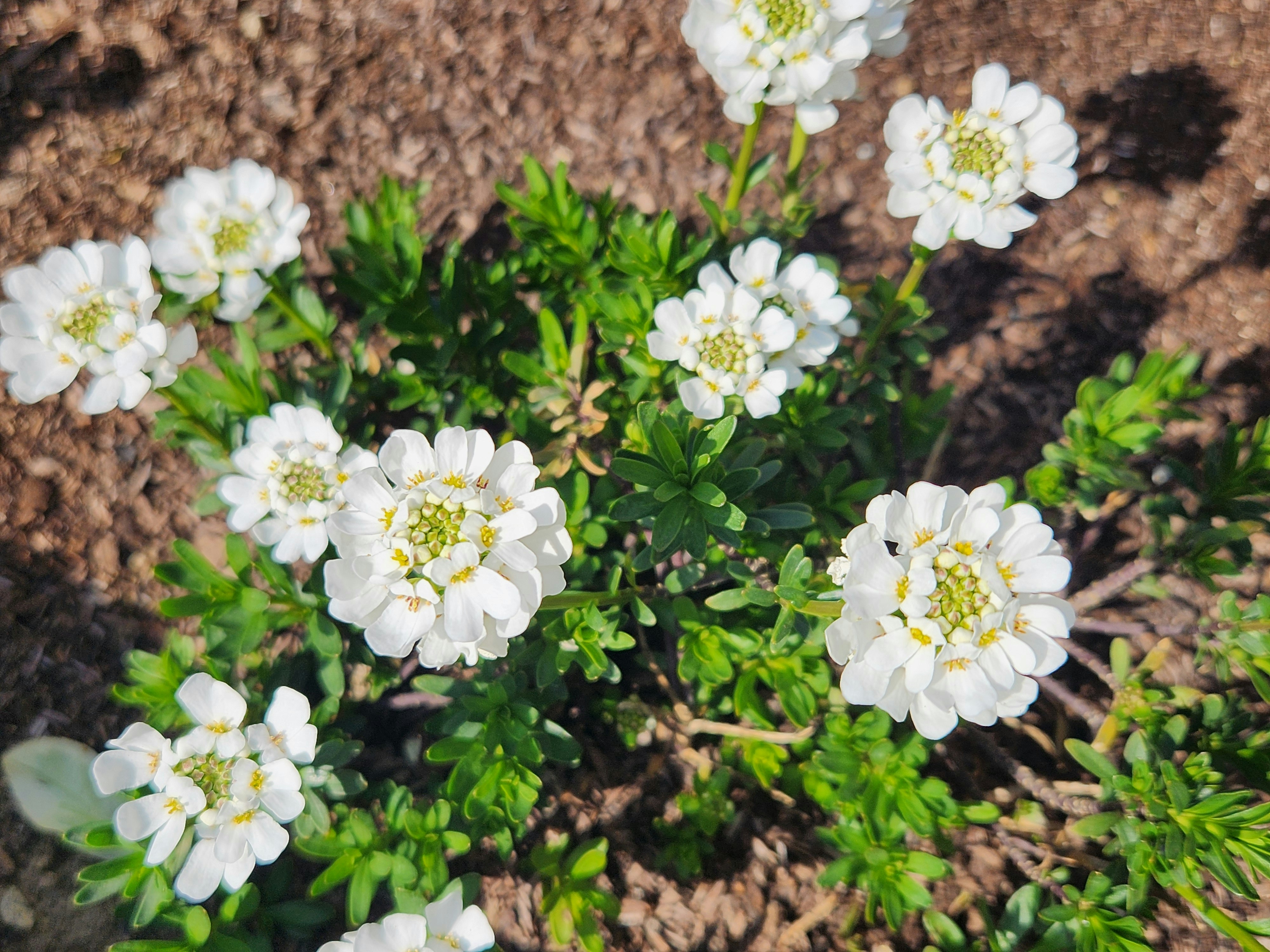 花壇の白い花が咲く春の景色