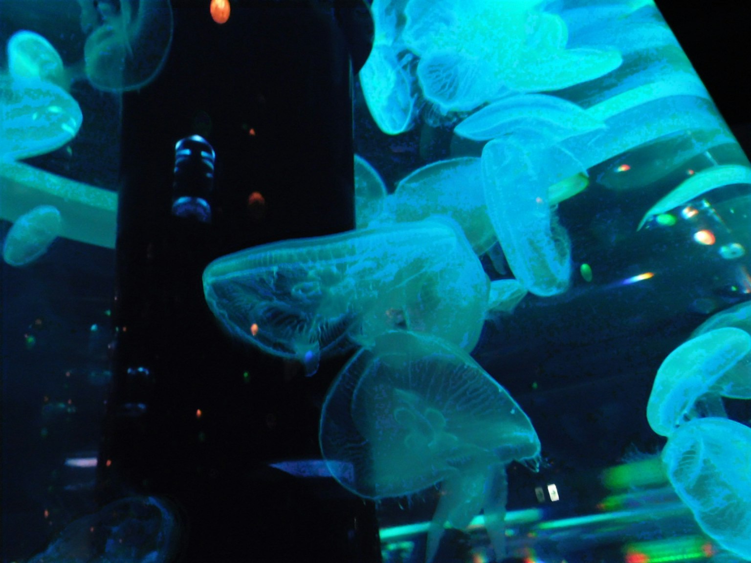 Un gruppo di meduse che nuotano nella luce blu con un pilastro nero