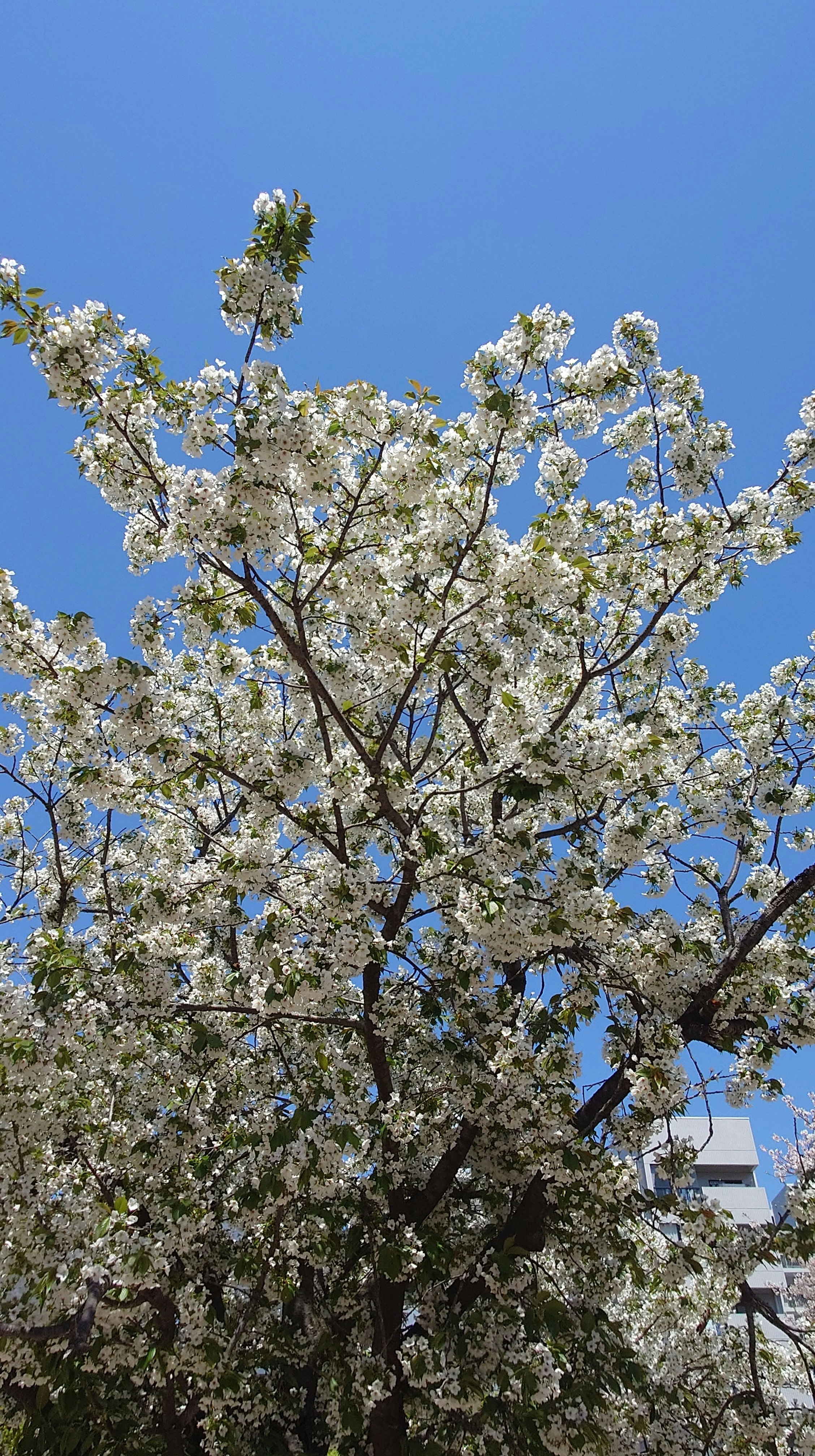 青空に咲く大島桜の花の枝