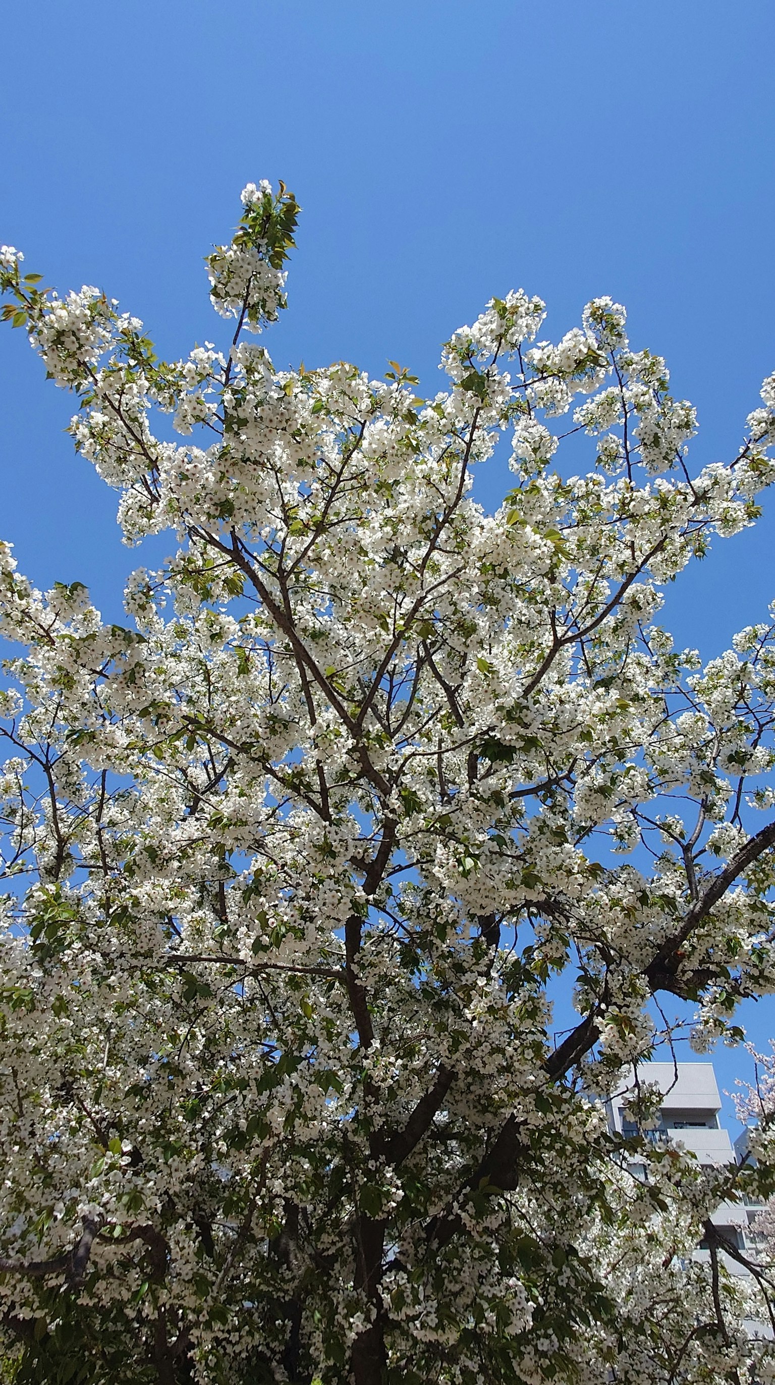 青空の下に咲く白い花びらの桜の木