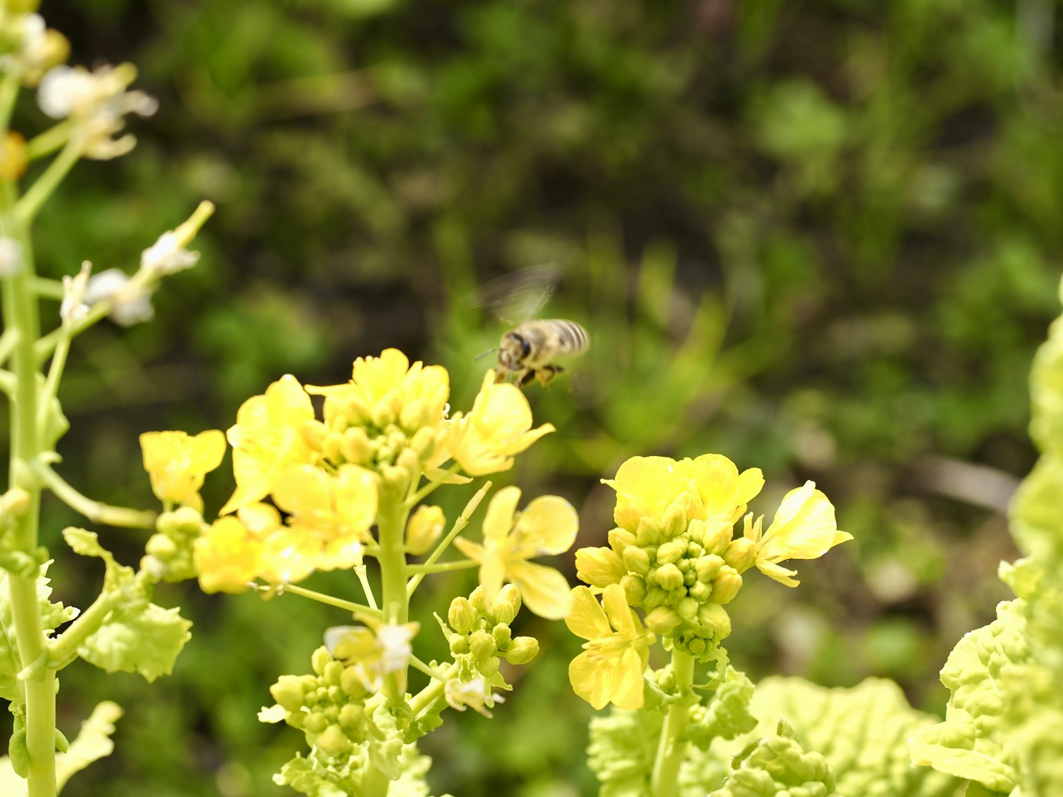 Abeille récoltant du nectar sur des fleurs jaunes