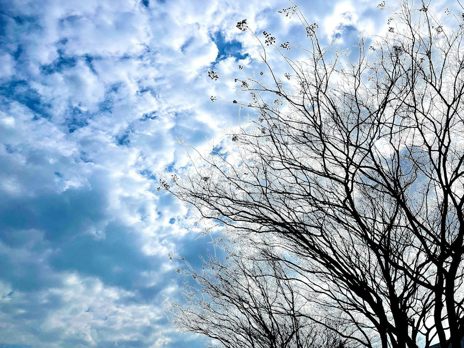 Siluet pohon telanjang di latar belakang langit biru yang berawan