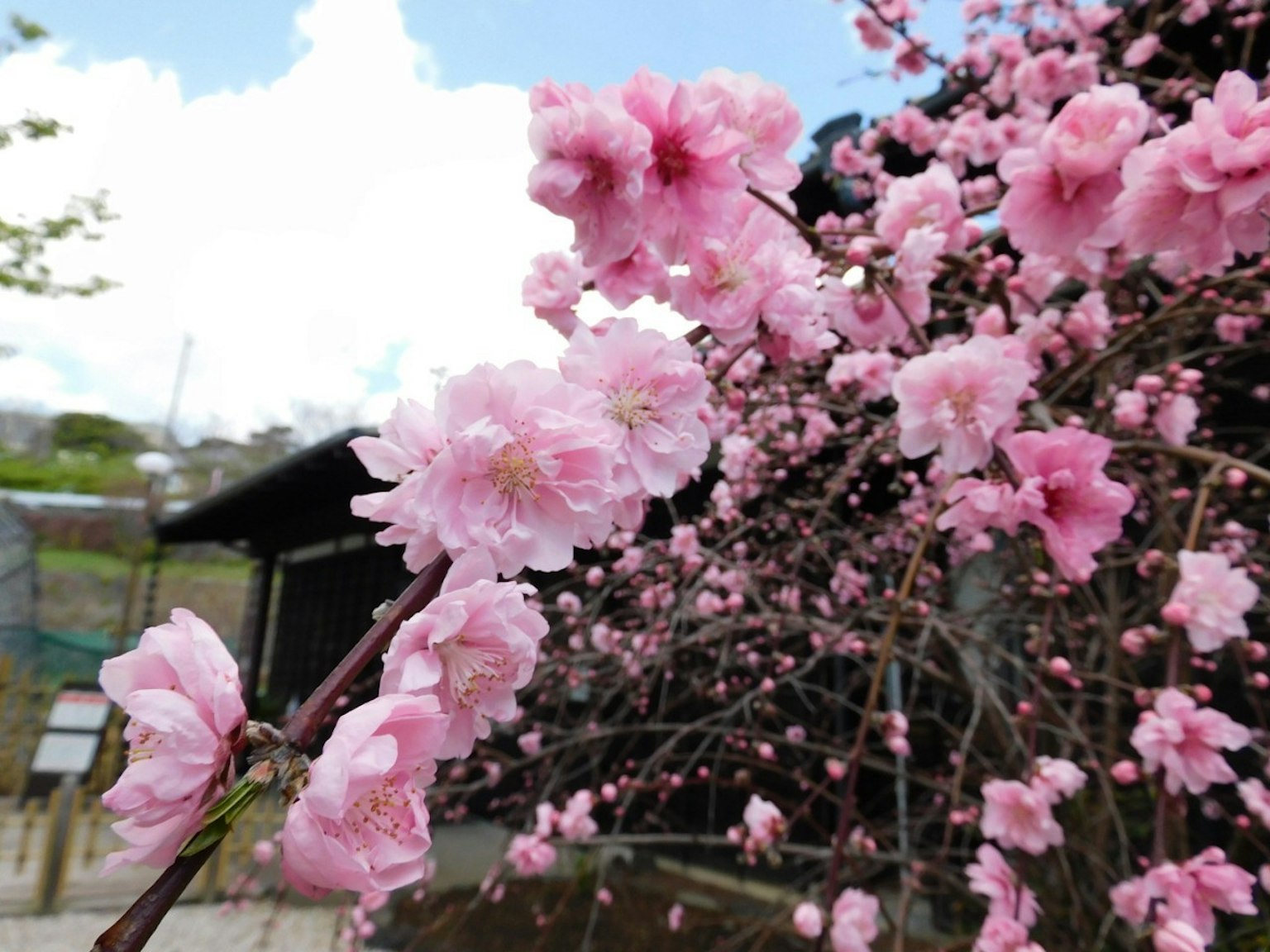 樱花枝条特写，粉色花朵映衬蓝天