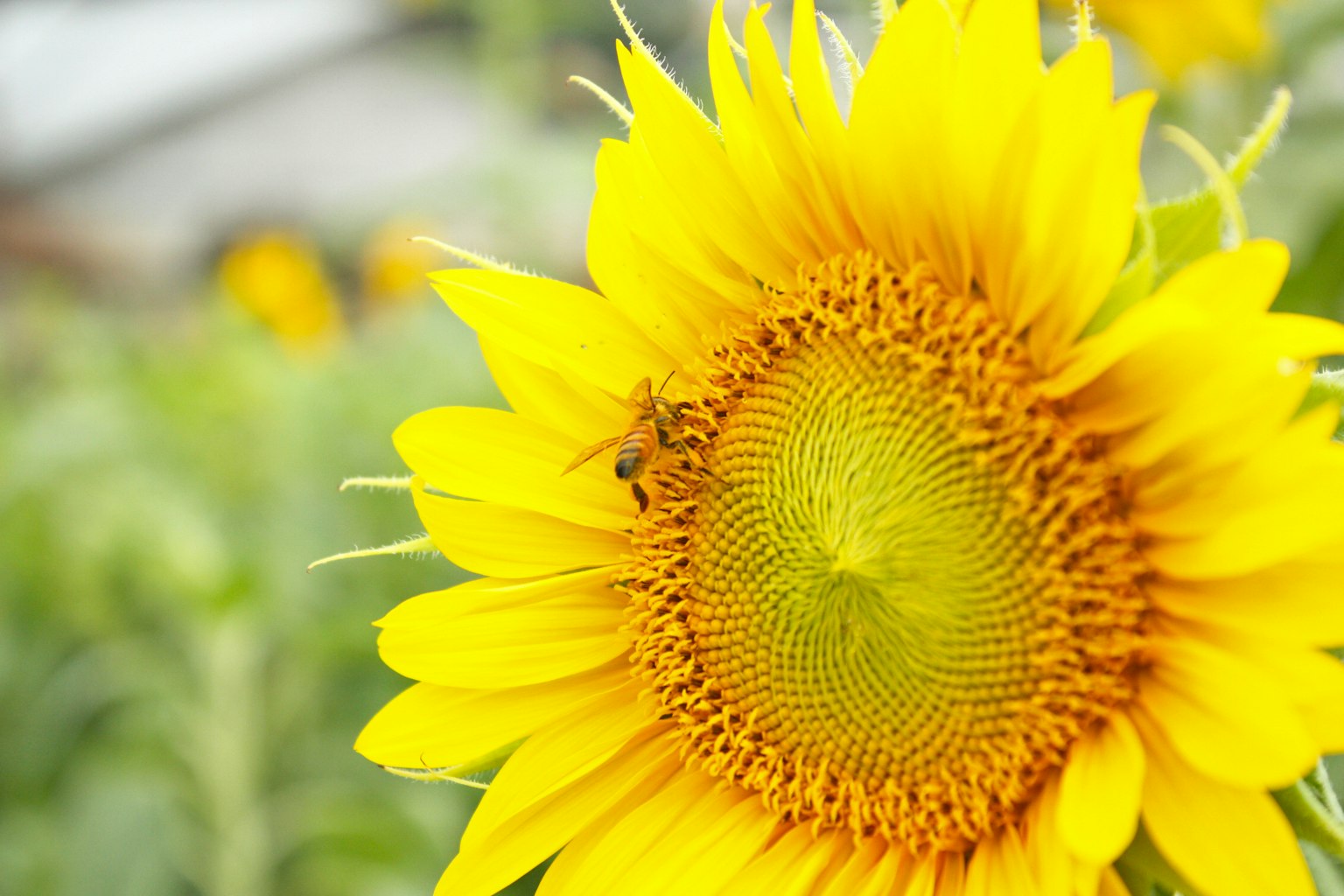 A vibrant sunflower with a bee resting on it
