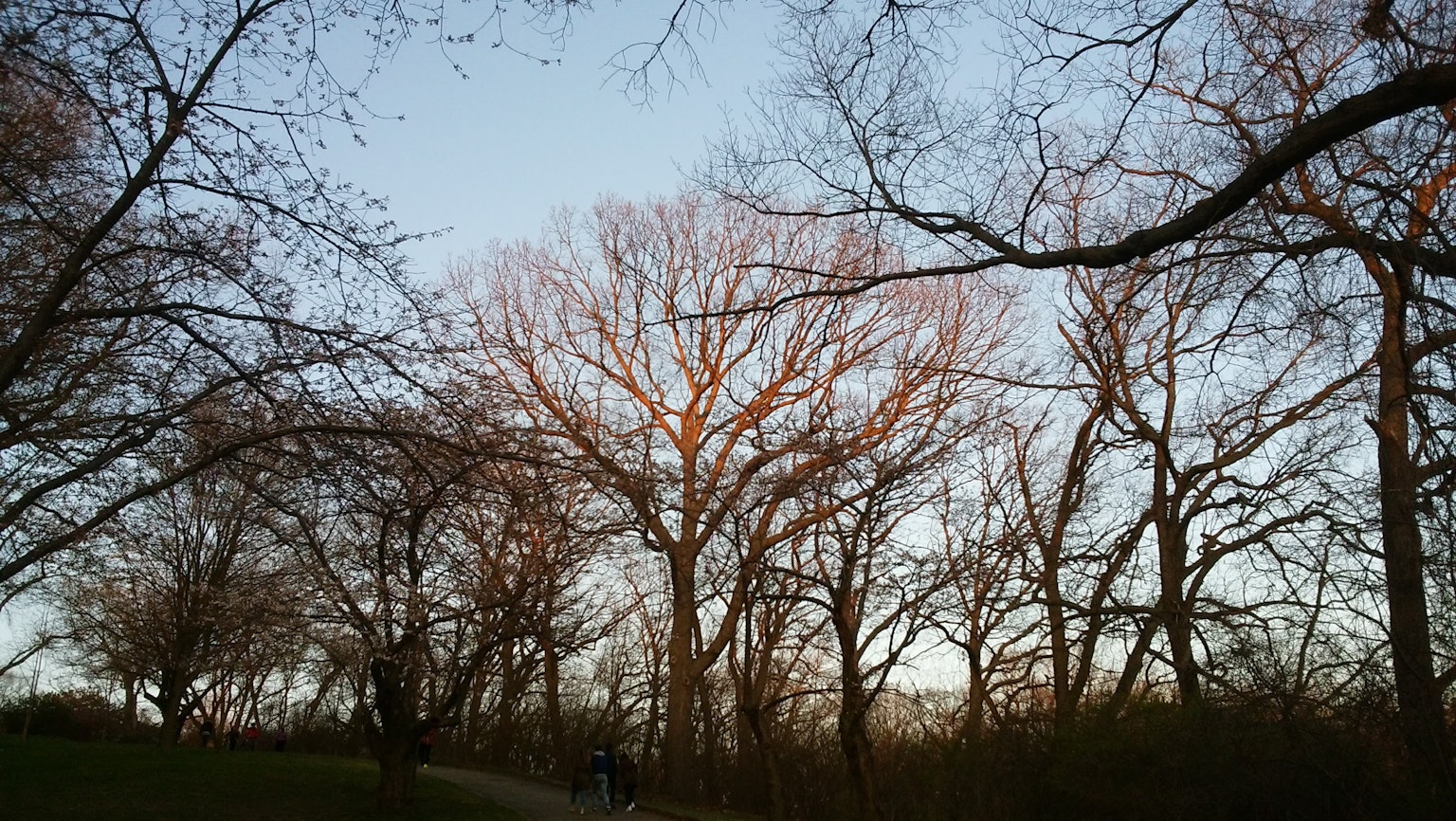 Scène de parc avec des arbres nus contre un ciel crépusculaire