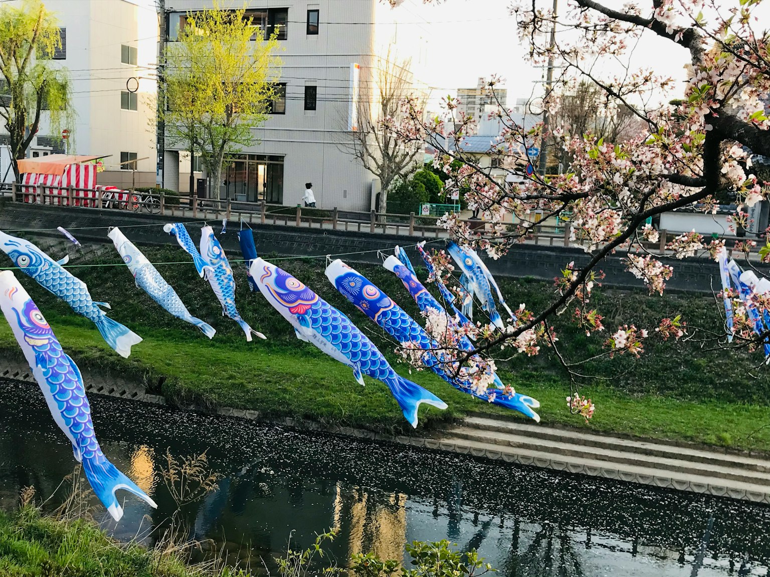 Dekorasi koi nobori di sepanjang sungai dengan bunga sakura