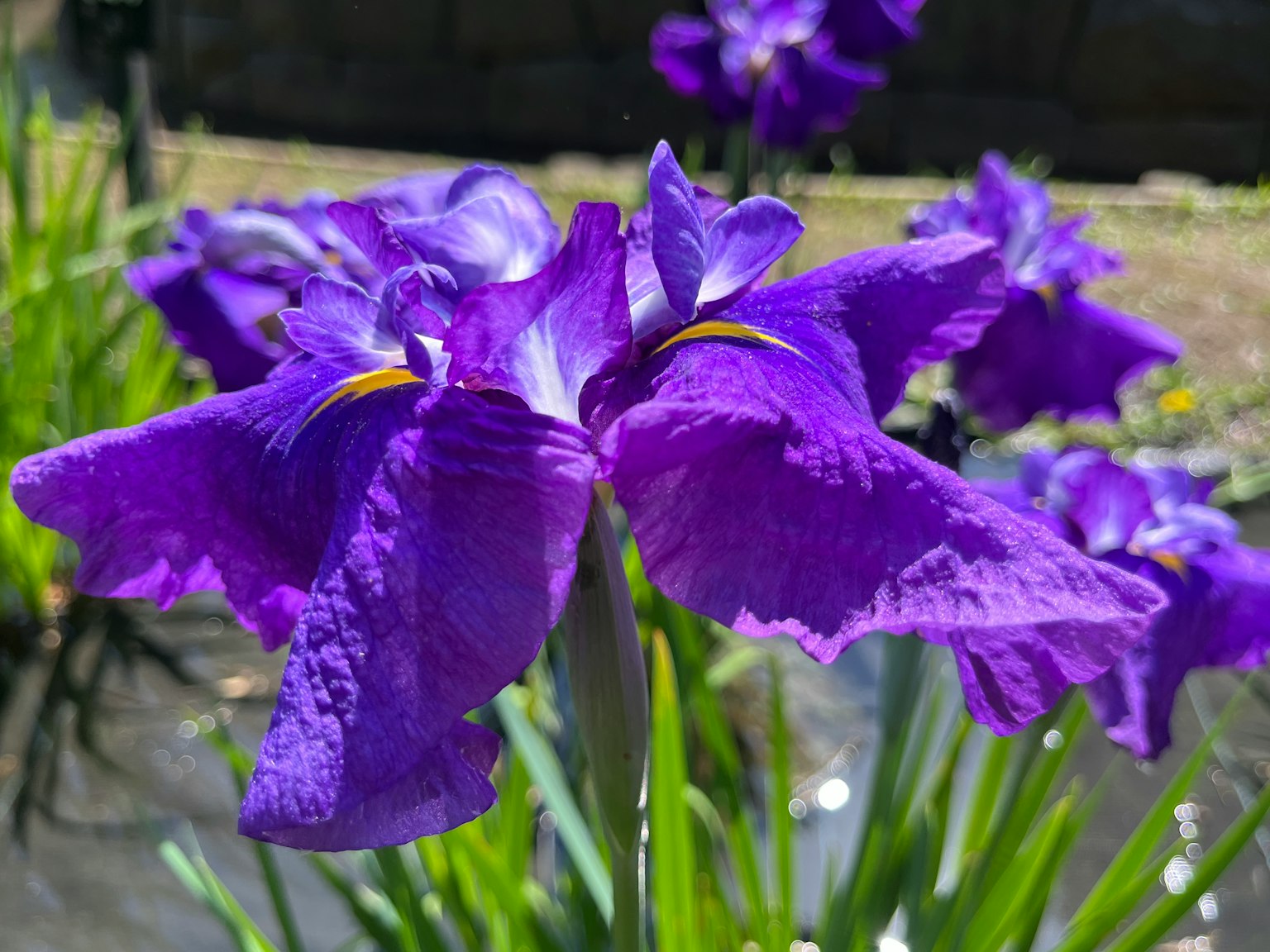 Fiori di iris viola vibrante che sbocciano in un giardino