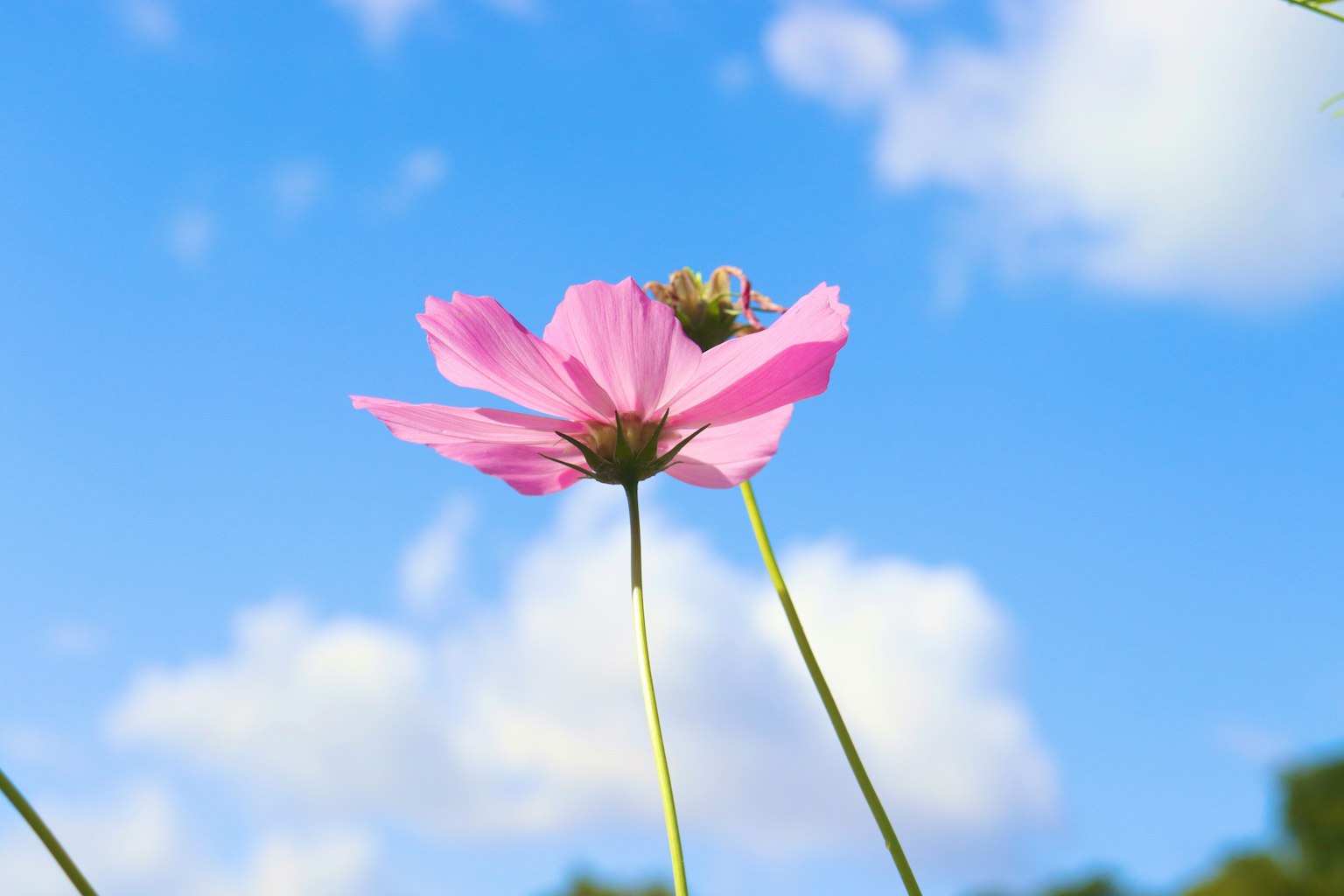Due fiori rosa su steli sottili contro un cielo blu chiaro