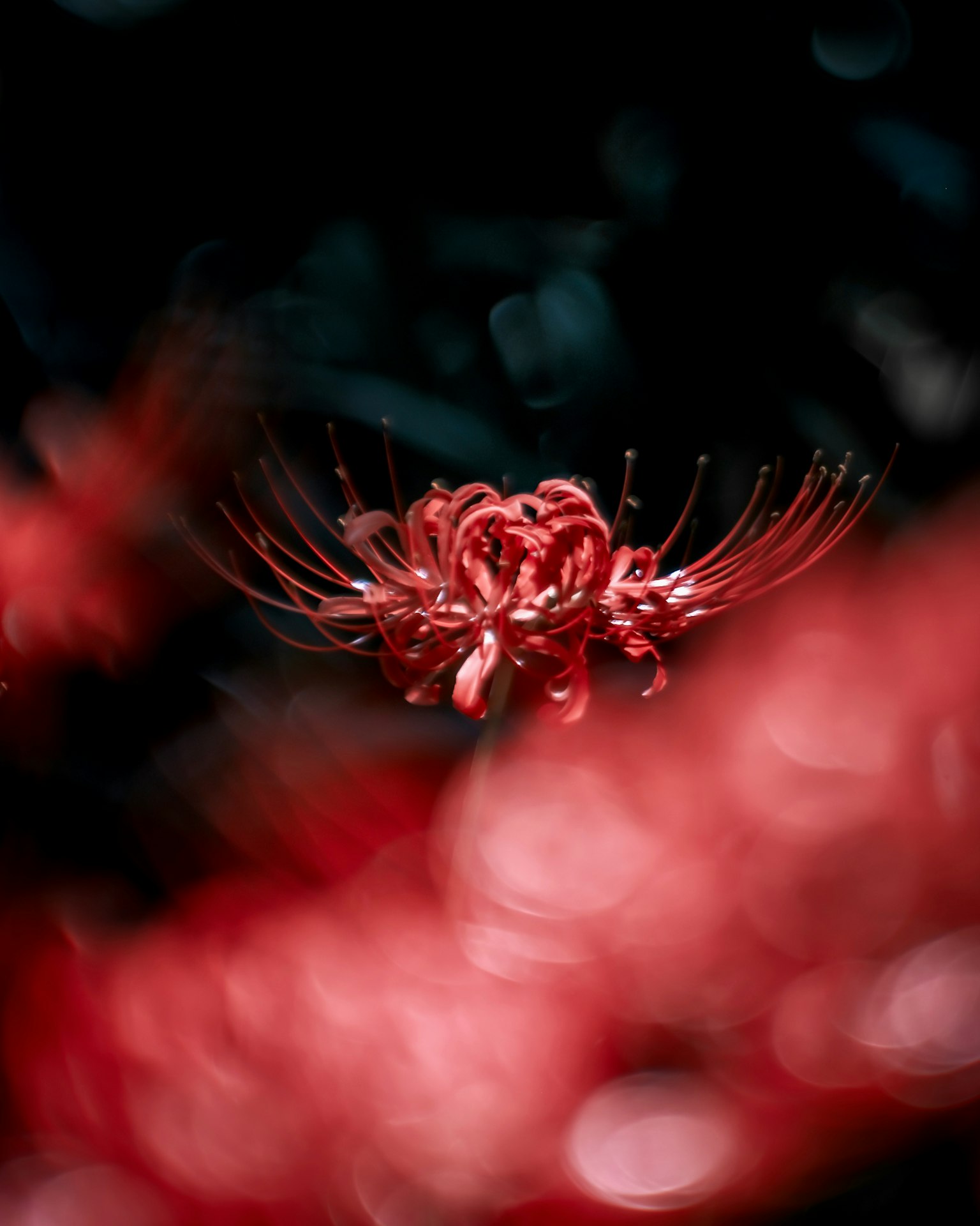 Un vivace fiore rosso si staglia su uno sfondo scuro sfocato