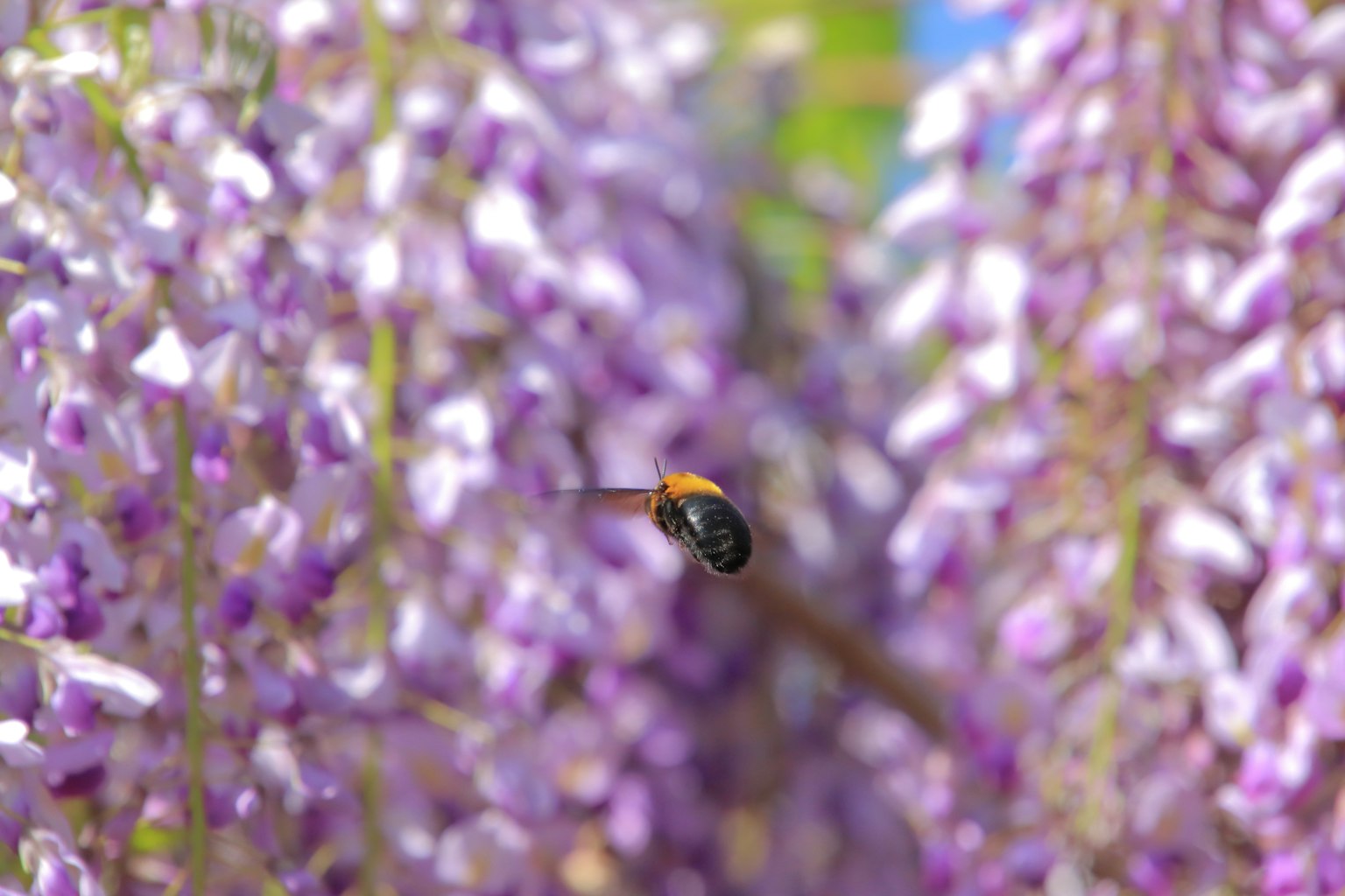 Biene nähert sich lila Wisteria-Blüten