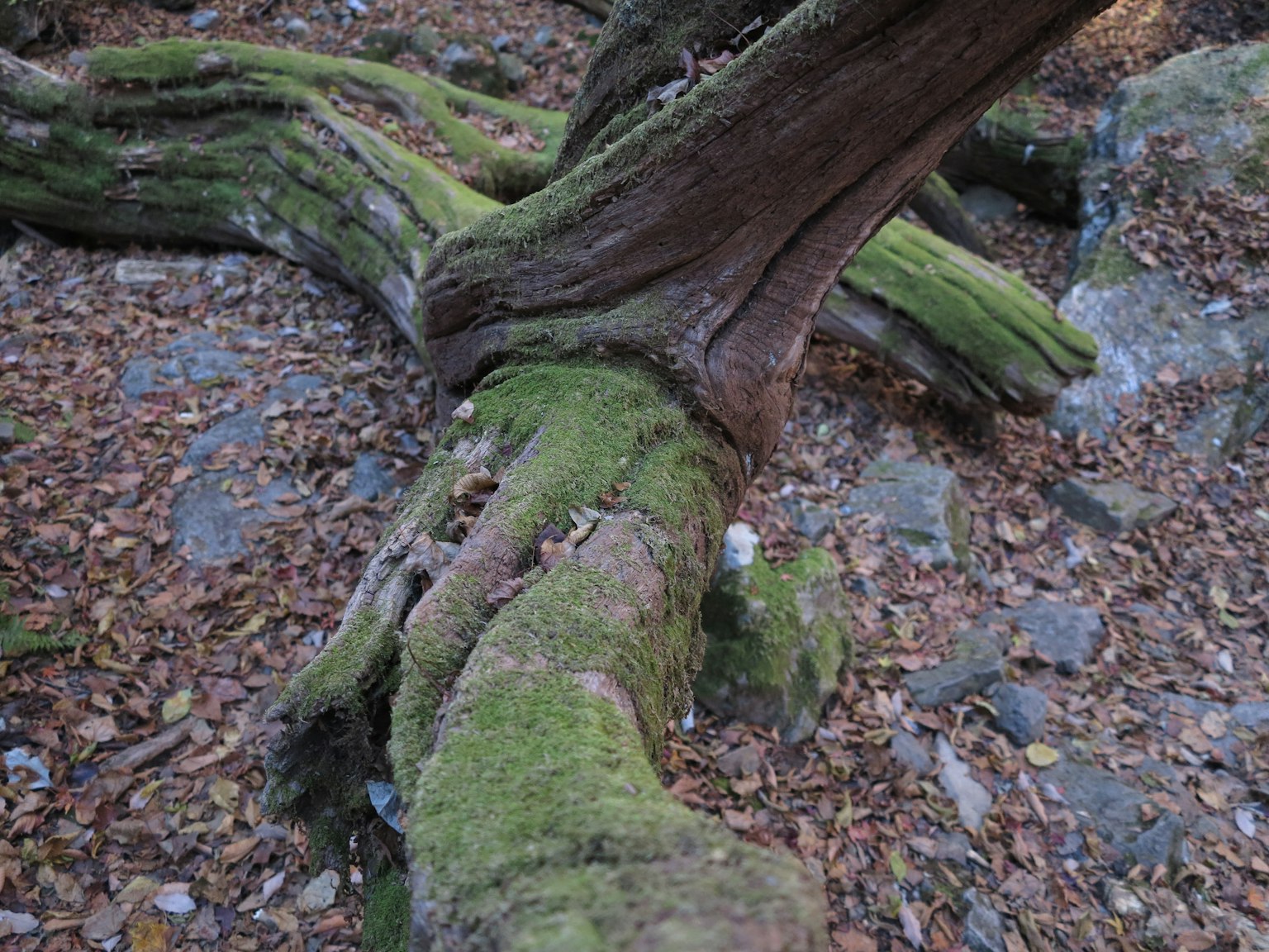 Image of moss-covered tree roots spreading on the ground