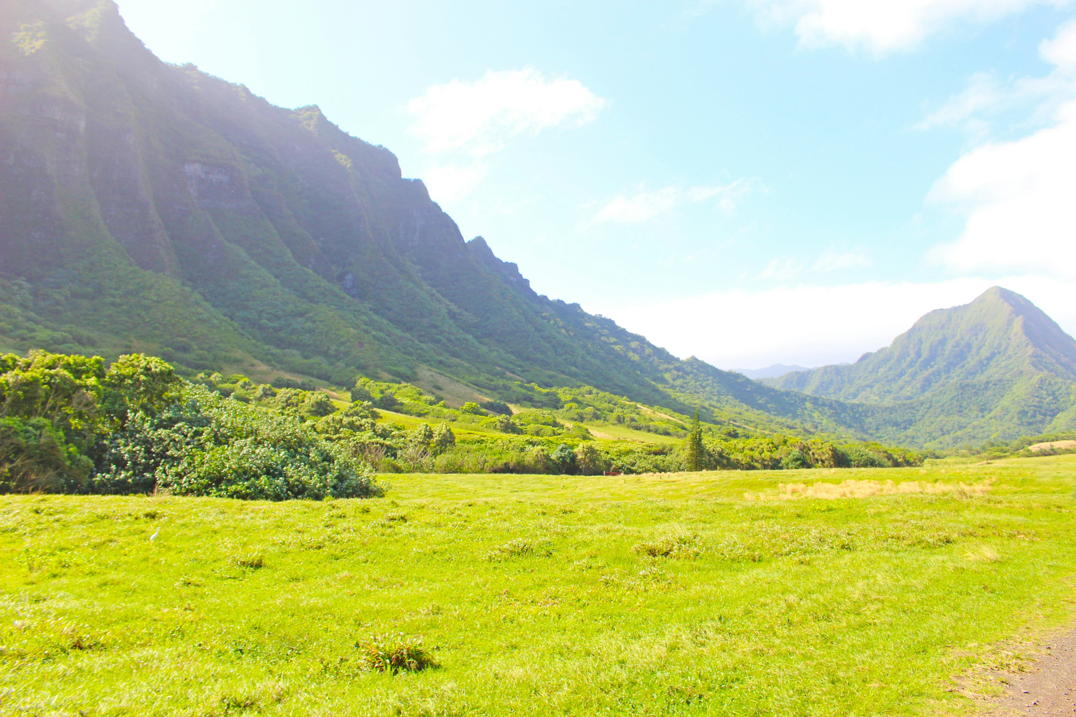 grüne Wiese und Berglandschaft