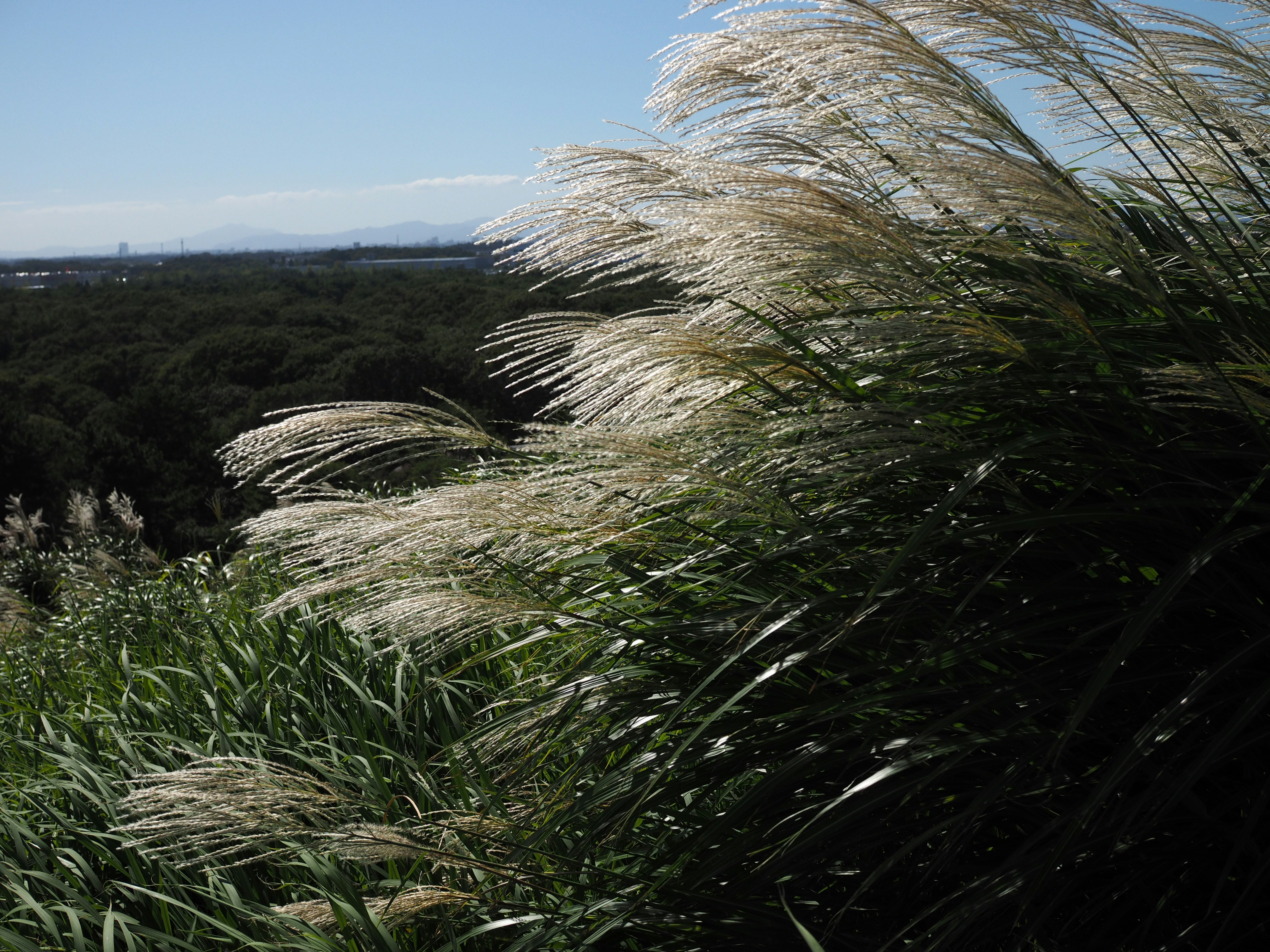 paesaggio collinare con erba mossa dal vento