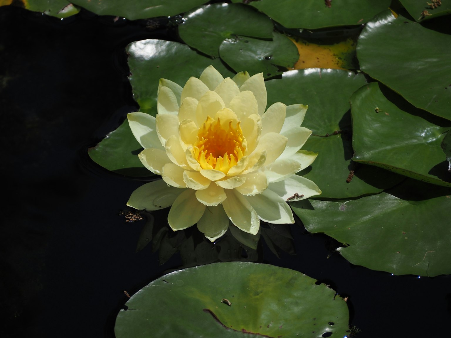 Yellow water lily flower floating on water with green leaves
