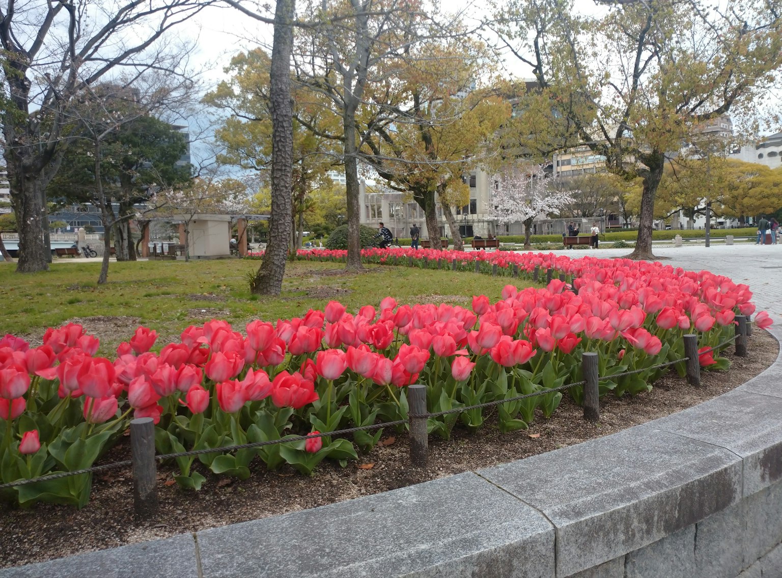 Tulip merah muda yang mekar di taman dengan pepohonan di sekitarnya
