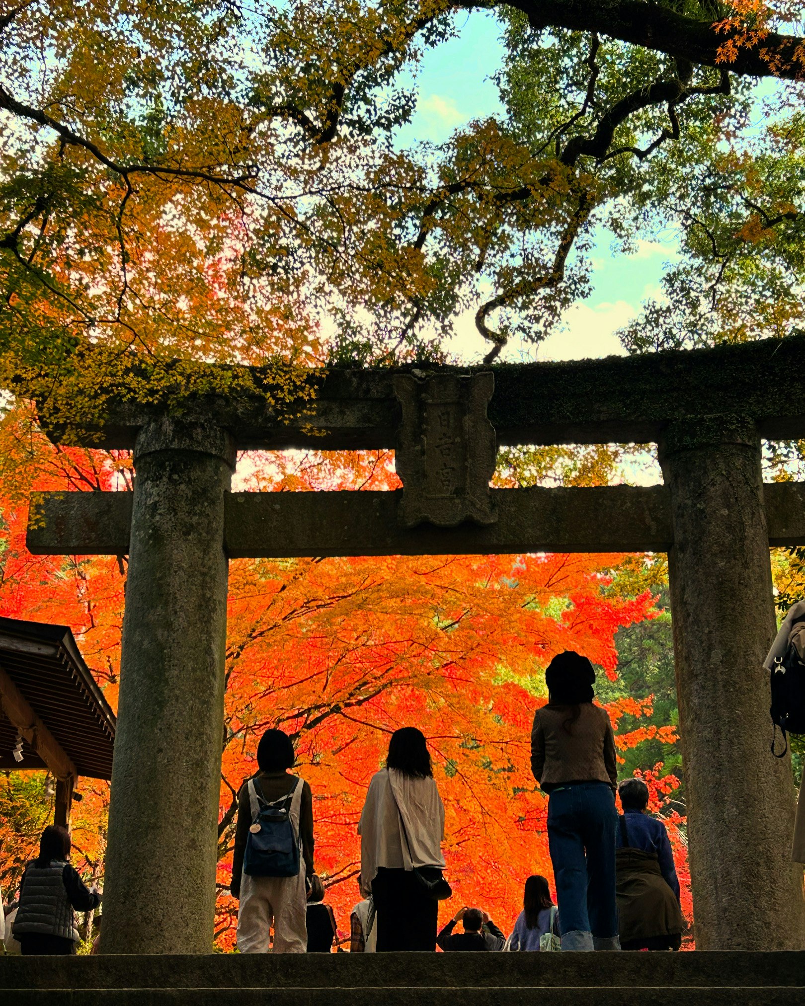 朱色の紅葉を背景に鳥居の前で見上げる人々