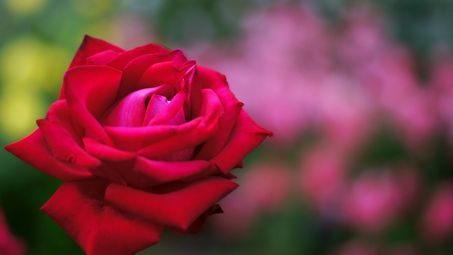 A vibrant red rose blooming in front of blurred flowers in the background