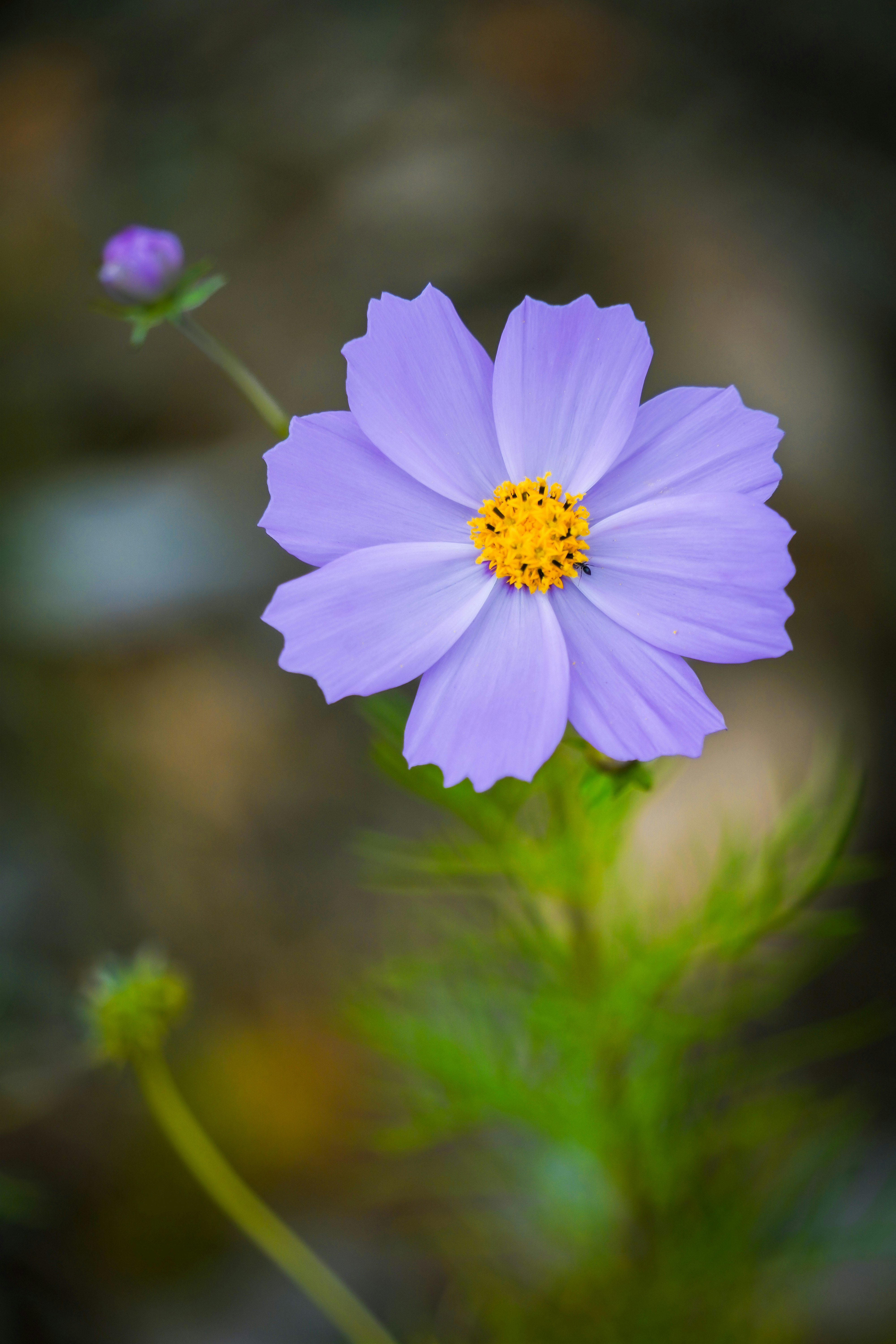 紫のコスモスの花のクローズアップ