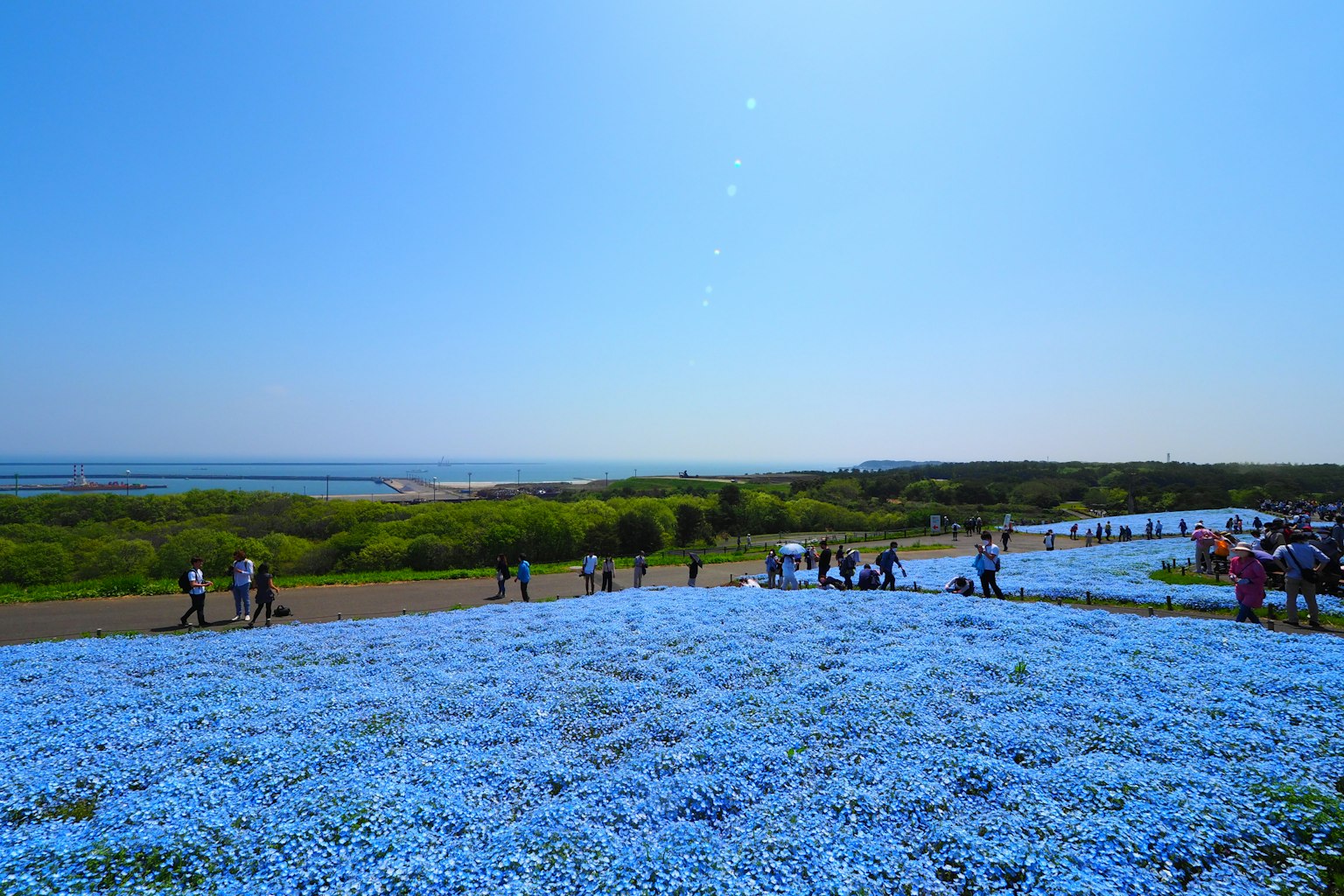 Ein weites Feld mit blauen Blumen und Menschen