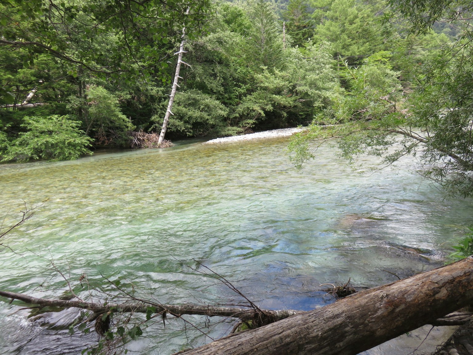 Une rivière claire traversant des arbres verts luxuriants