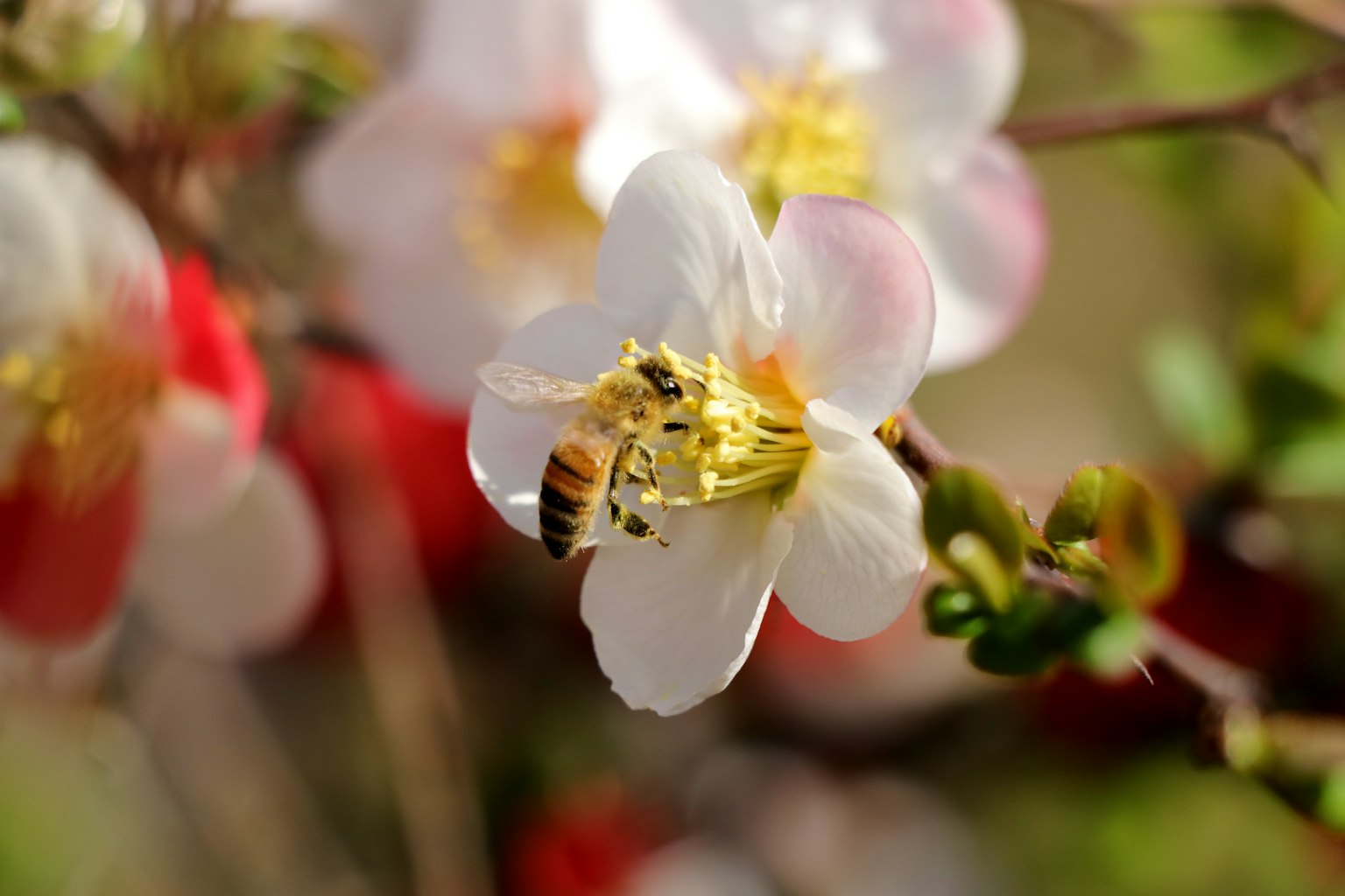 Nahaufnahme eines weißen Blüten mit einer Biene