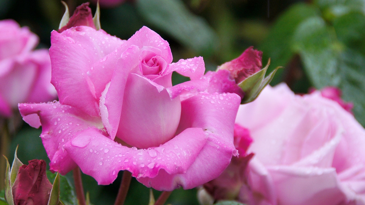 Rose rosa vivaci con gocce d'acqua