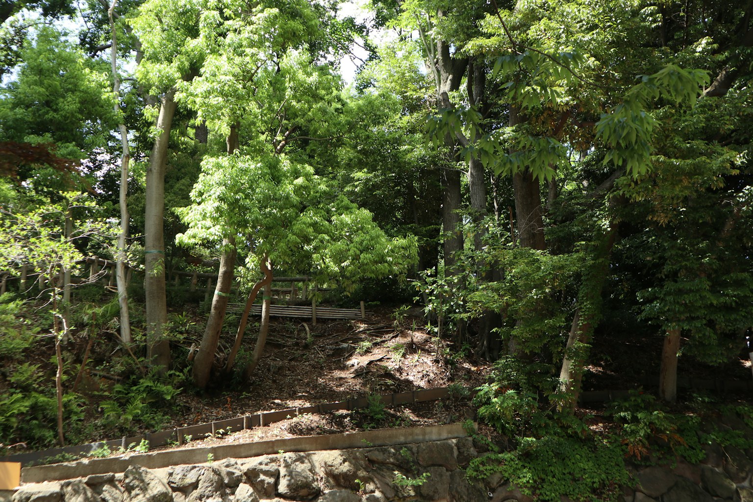 Scena di foresta lussureggiante con vegetazione densa e luce solare che filtra tra gli alberi