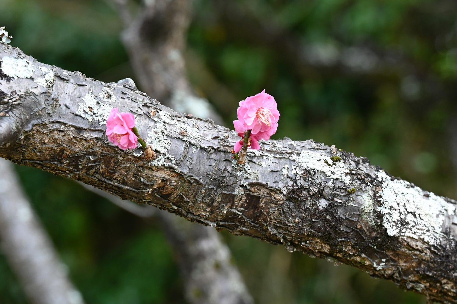 Two pink flowers blooming on a tree branch