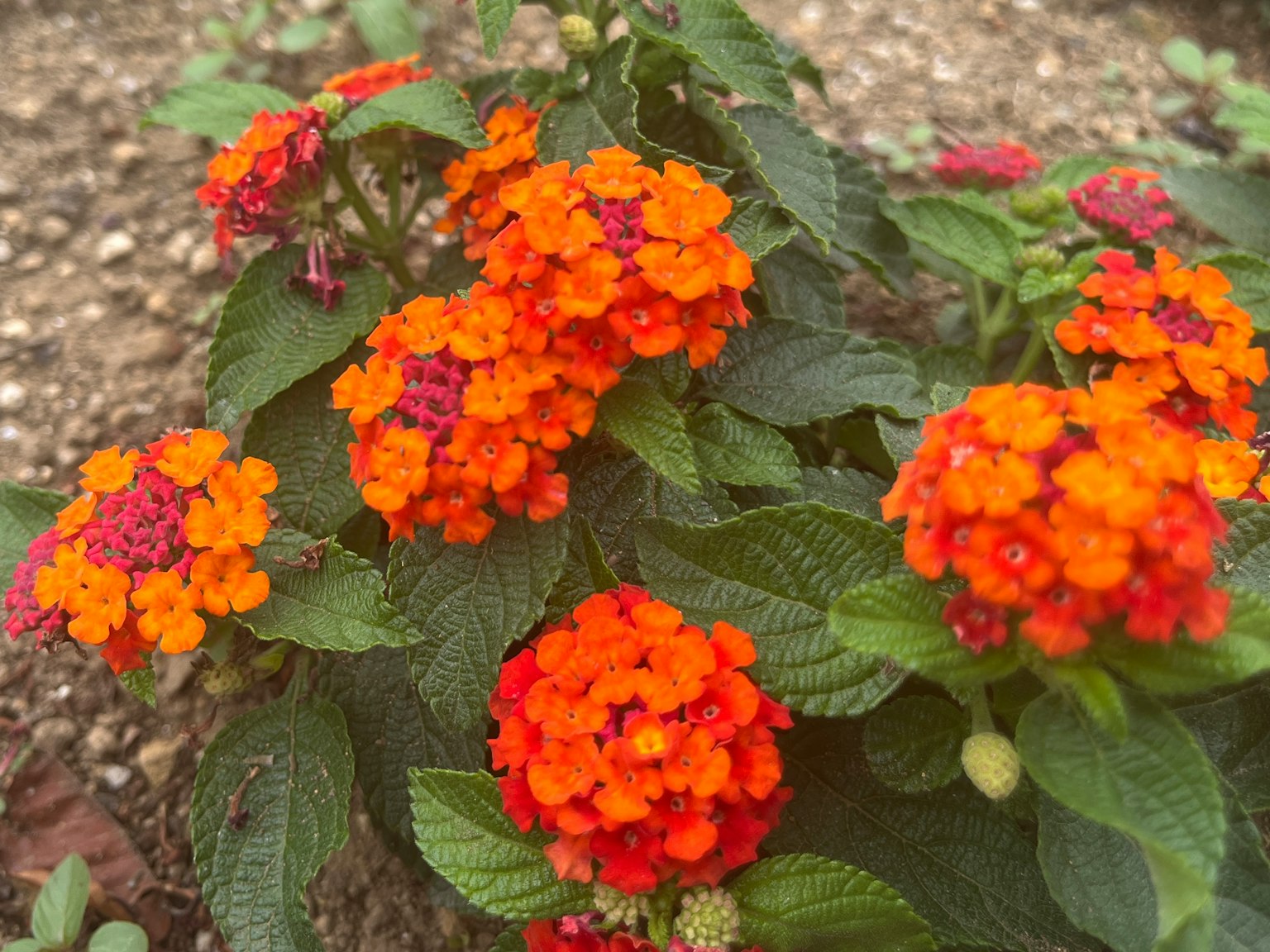 Flores vibrantes naranjas y amarillas de una planta de Lantana