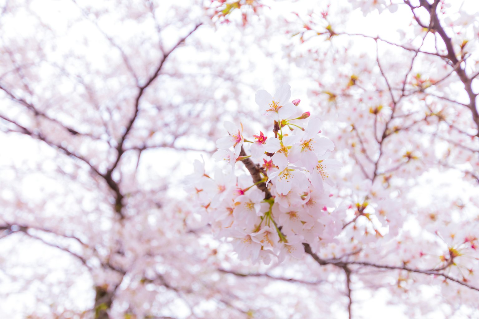 Gros plan sur des fleurs de cerisier sur des branches d'arbres