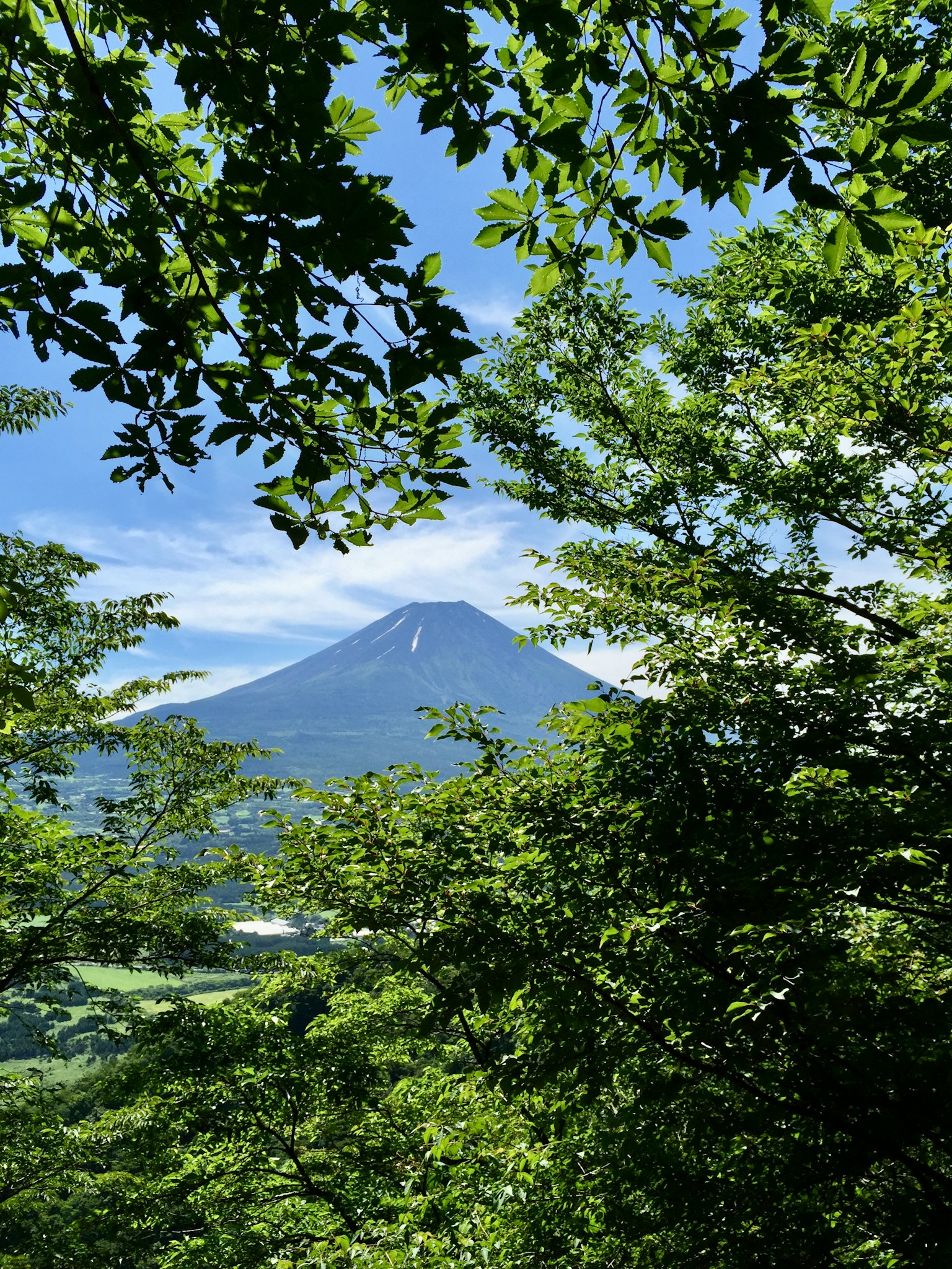 在晴朗藍天下，被郁郁蔥蔥的樹木環繞的富士山景觀
