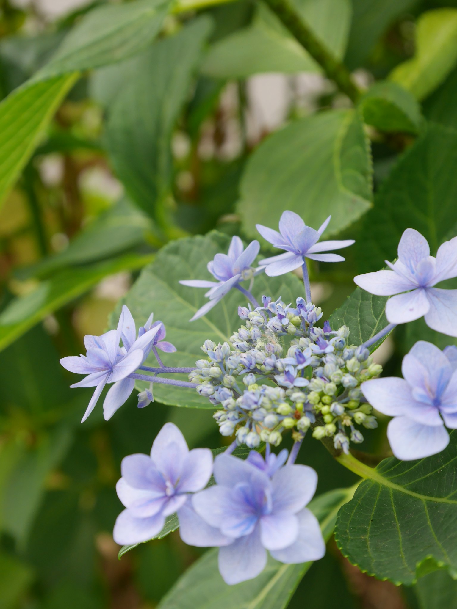 Primo piano di fiori di ortensia con petali blu e foglie verdi