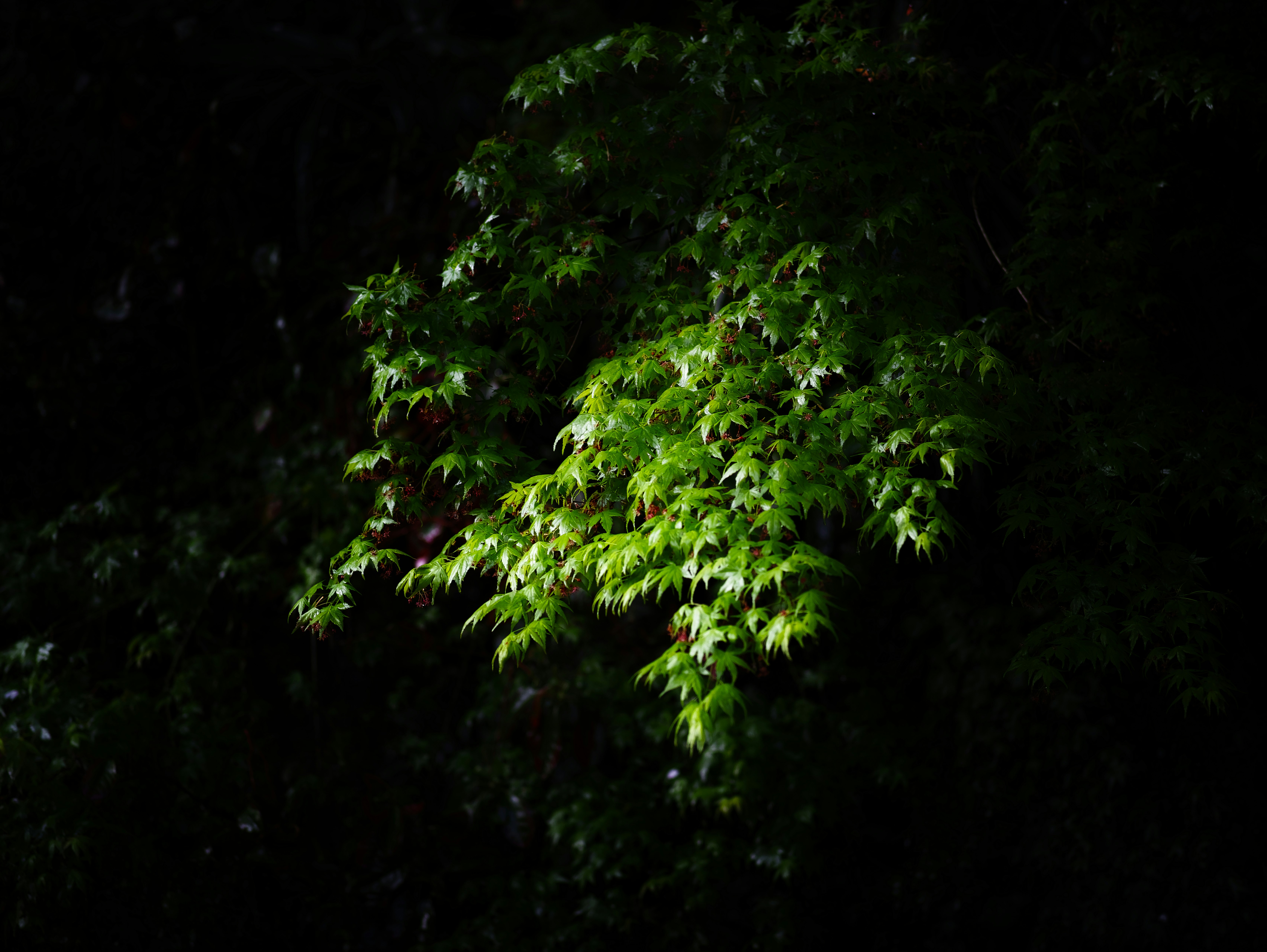 Green leaves illuminated against a dark background