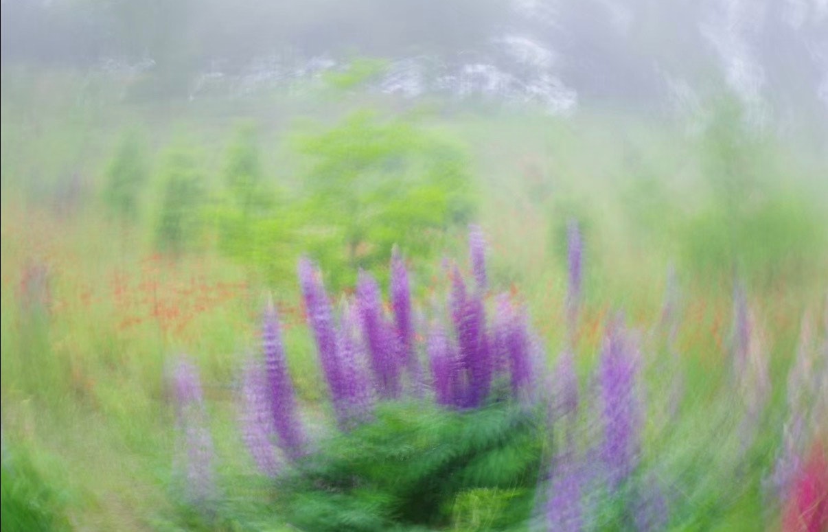 薰衣草花田的虚化景象，花朵随风摇曳
