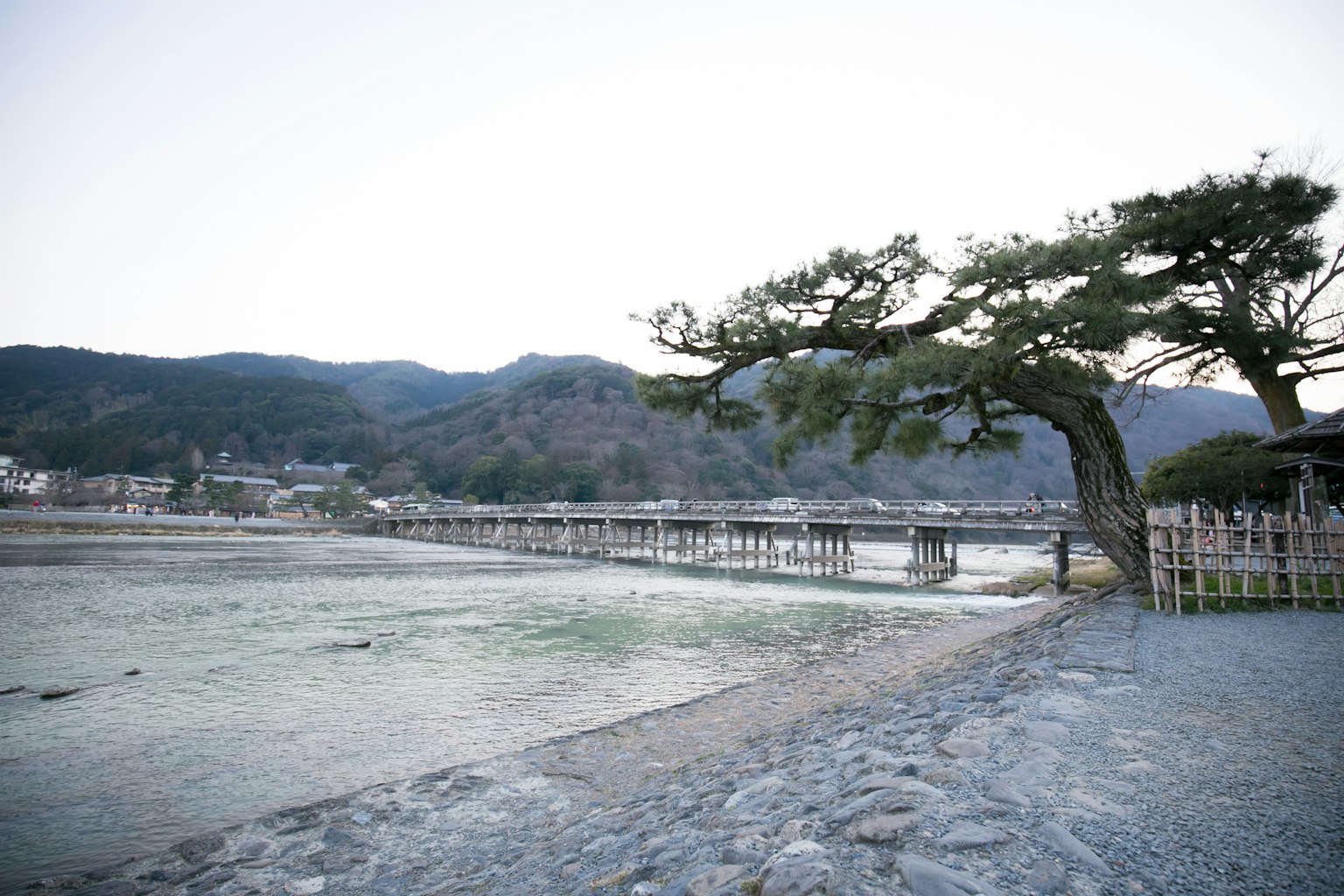 Scenic view of a unique shaped tree by the river with a bridge