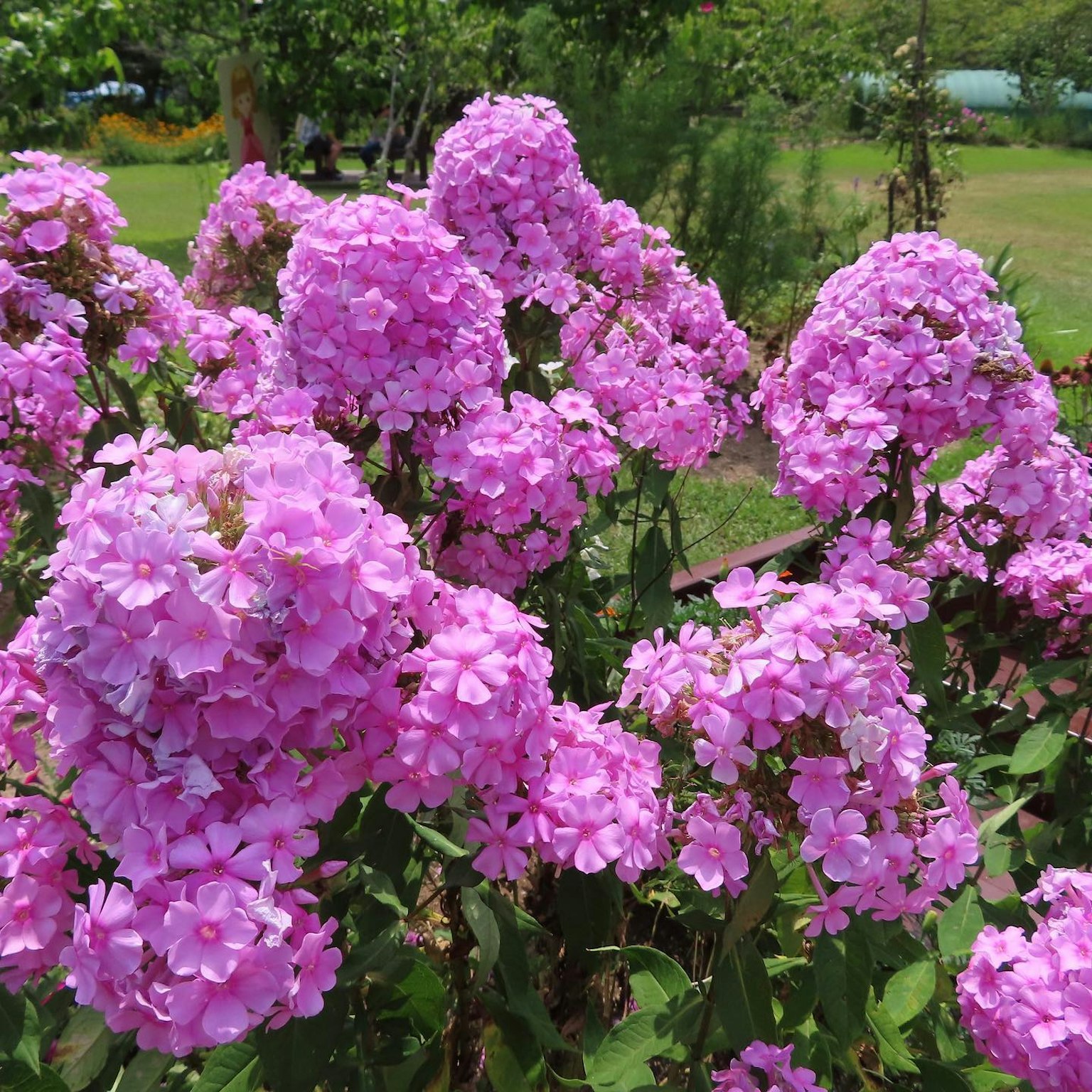 Flores rosas vibrantes floreciendo en un jardín