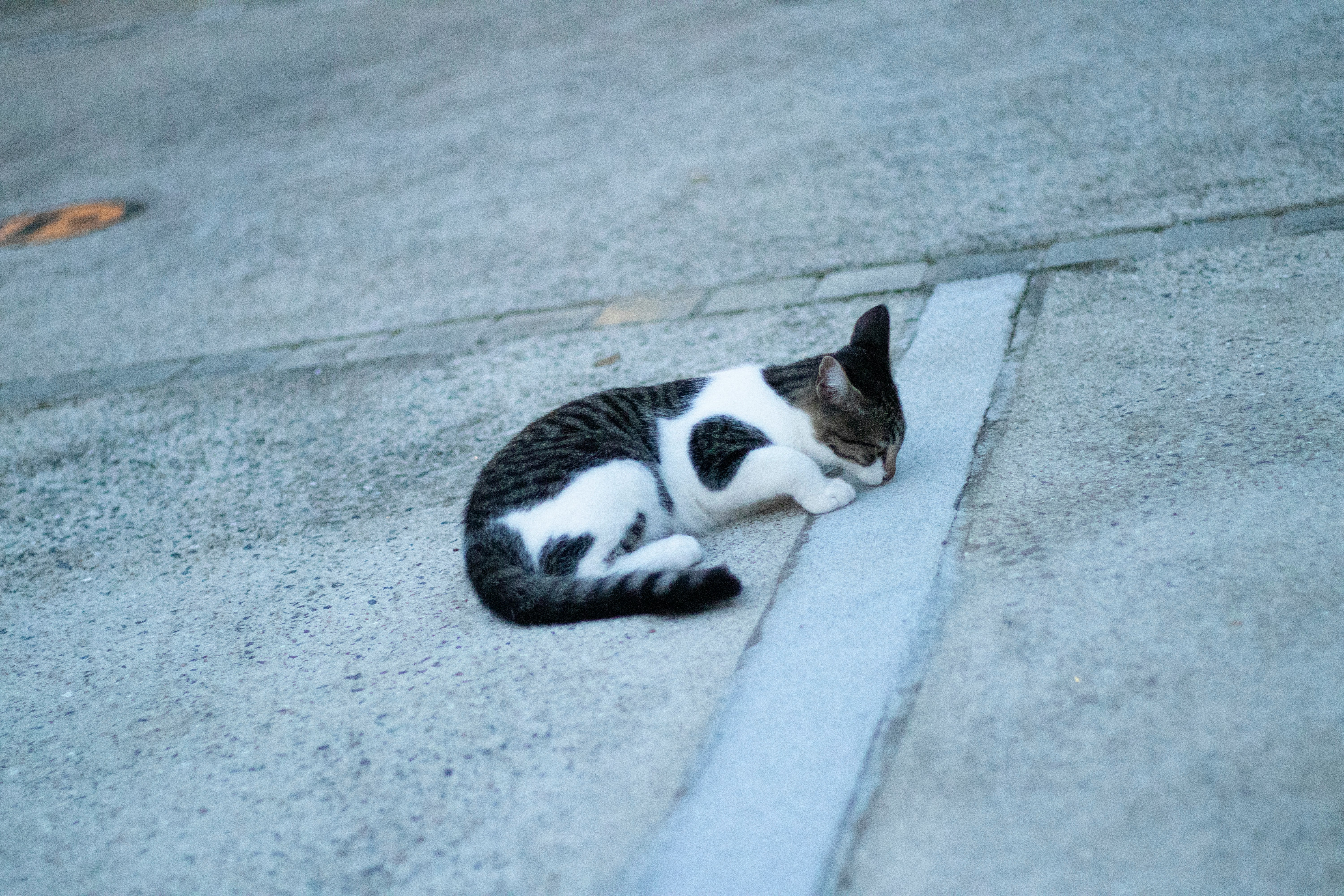 路地のコンクリートの隙間で丸まる猫