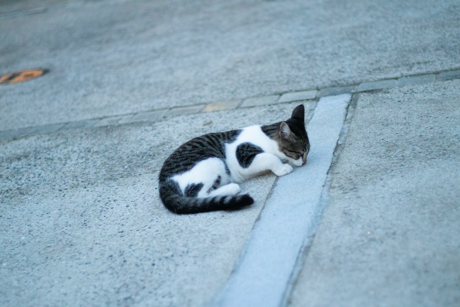 Seekor kucing berbaring di atas permukaan beton