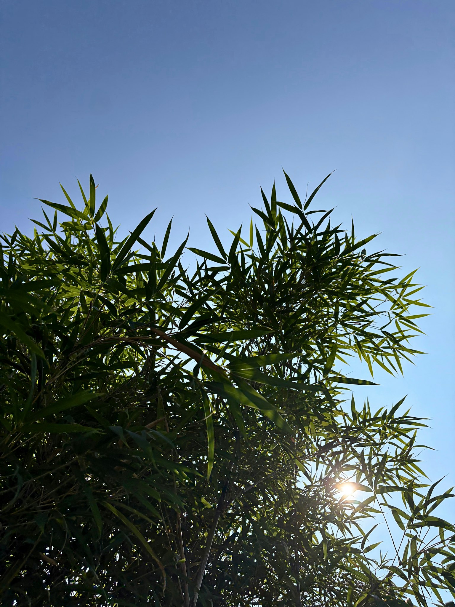 陽光下的竹葉與晴朗的藍天