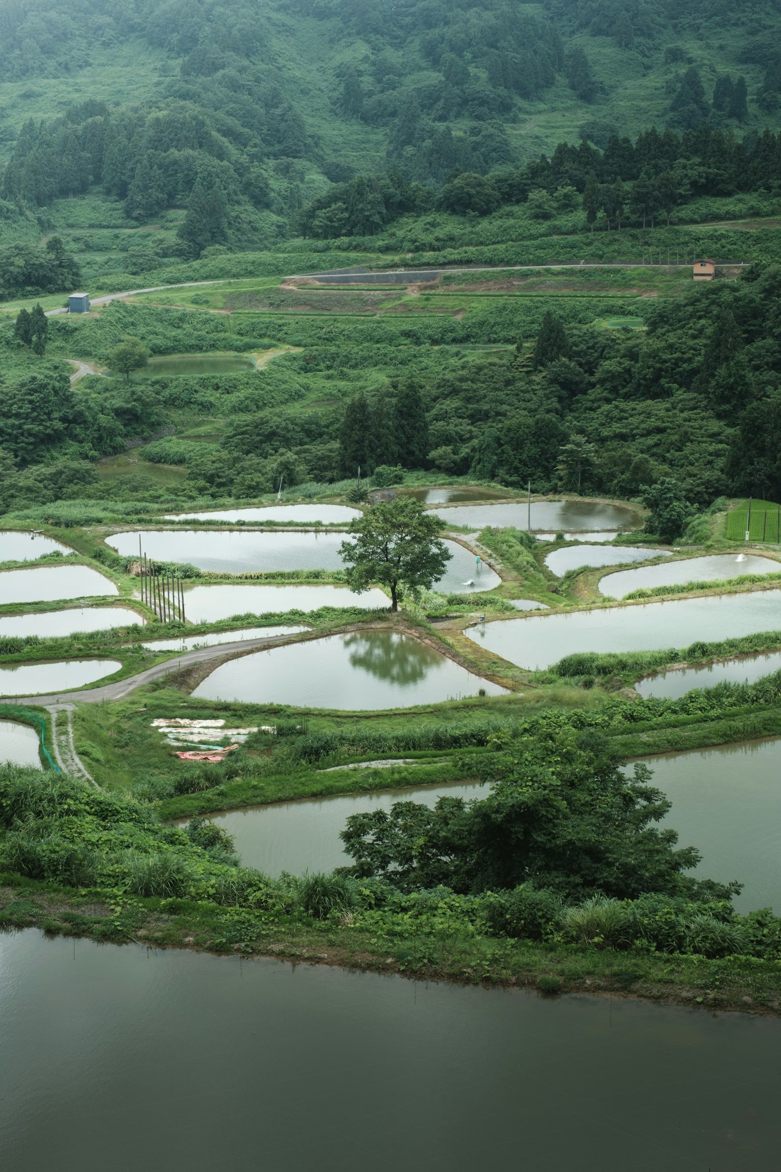 Sawah hijau subur dengan pantulan air yang indah