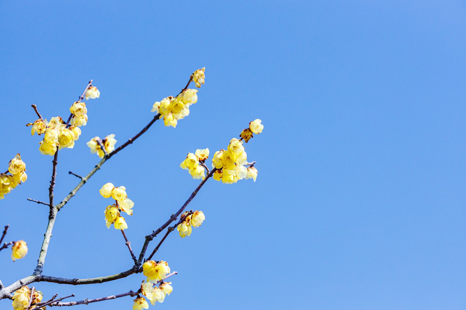 Branche de fleurs jaunes contre un ciel bleu