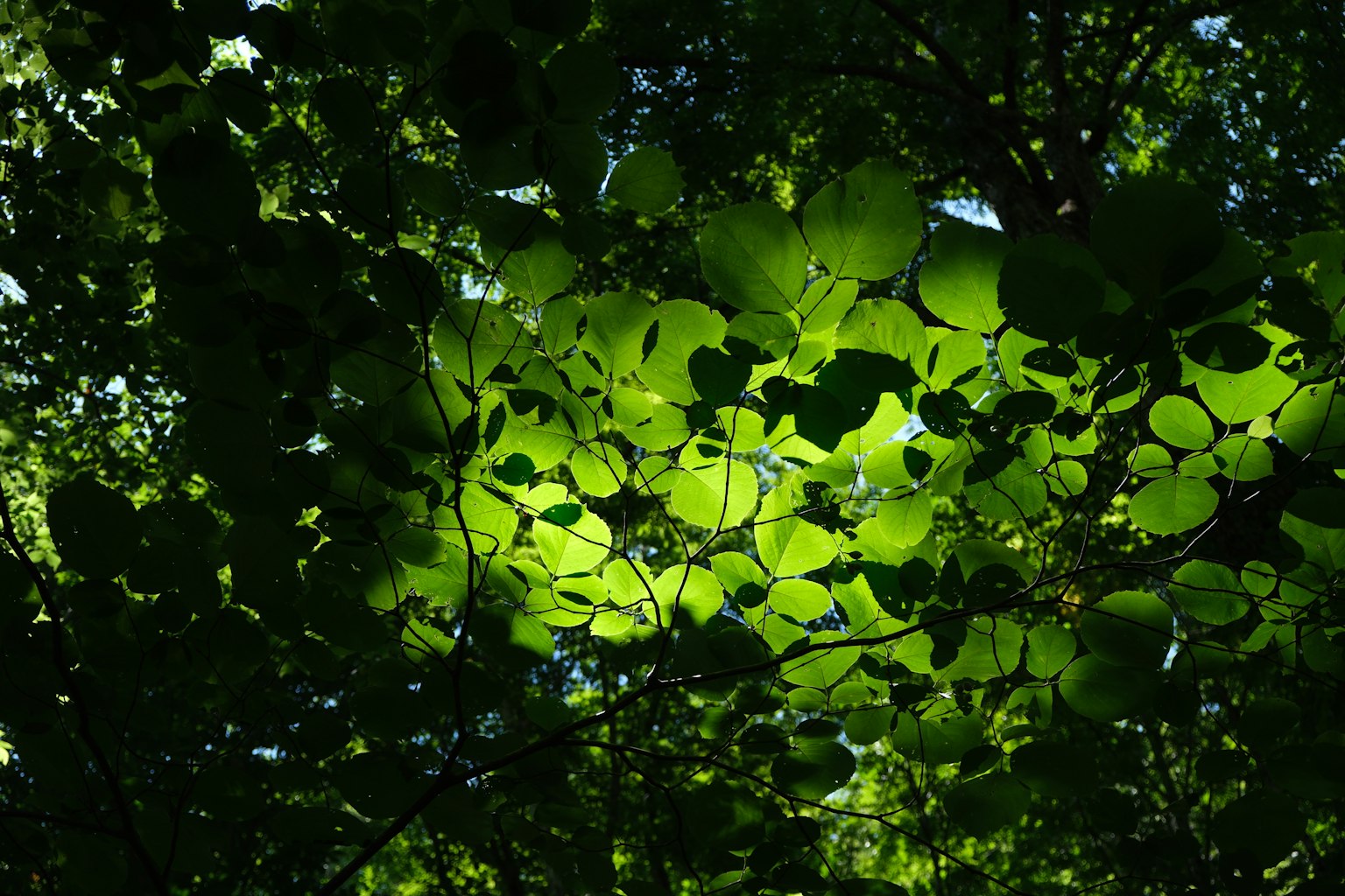 Dense green leaves overlapping with sunlight filtering through in a beautiful woodland scene