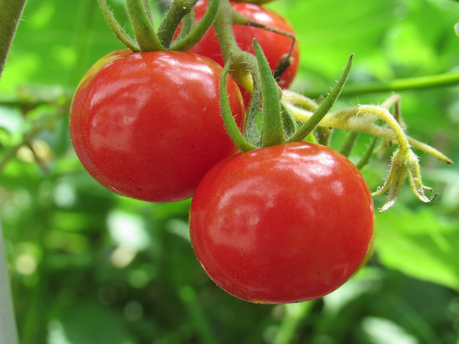 Lebendige rote Kirschtomaten, die zwischen grünen Blättern wachsen