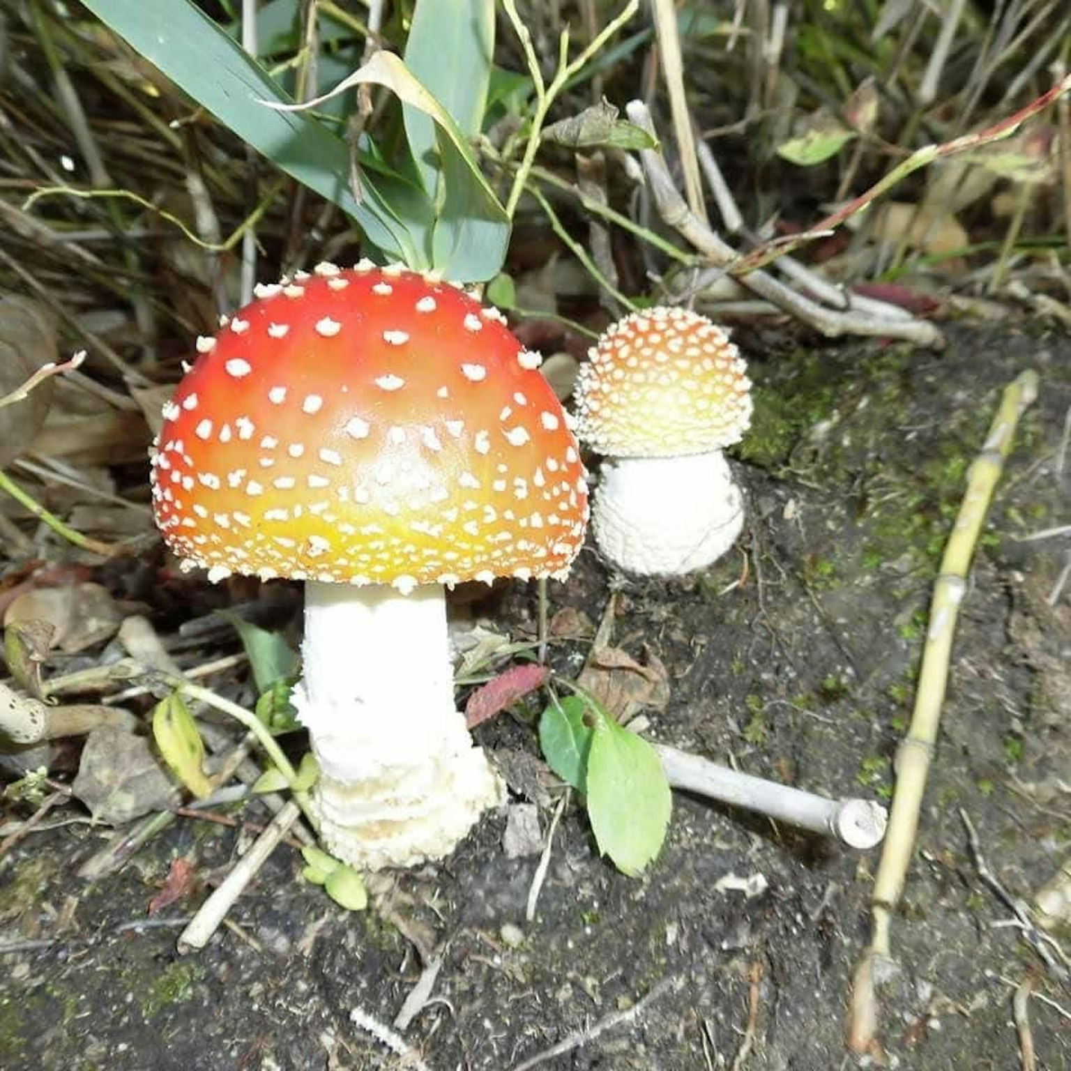 红色蘑菇和白色茎生长在地面上