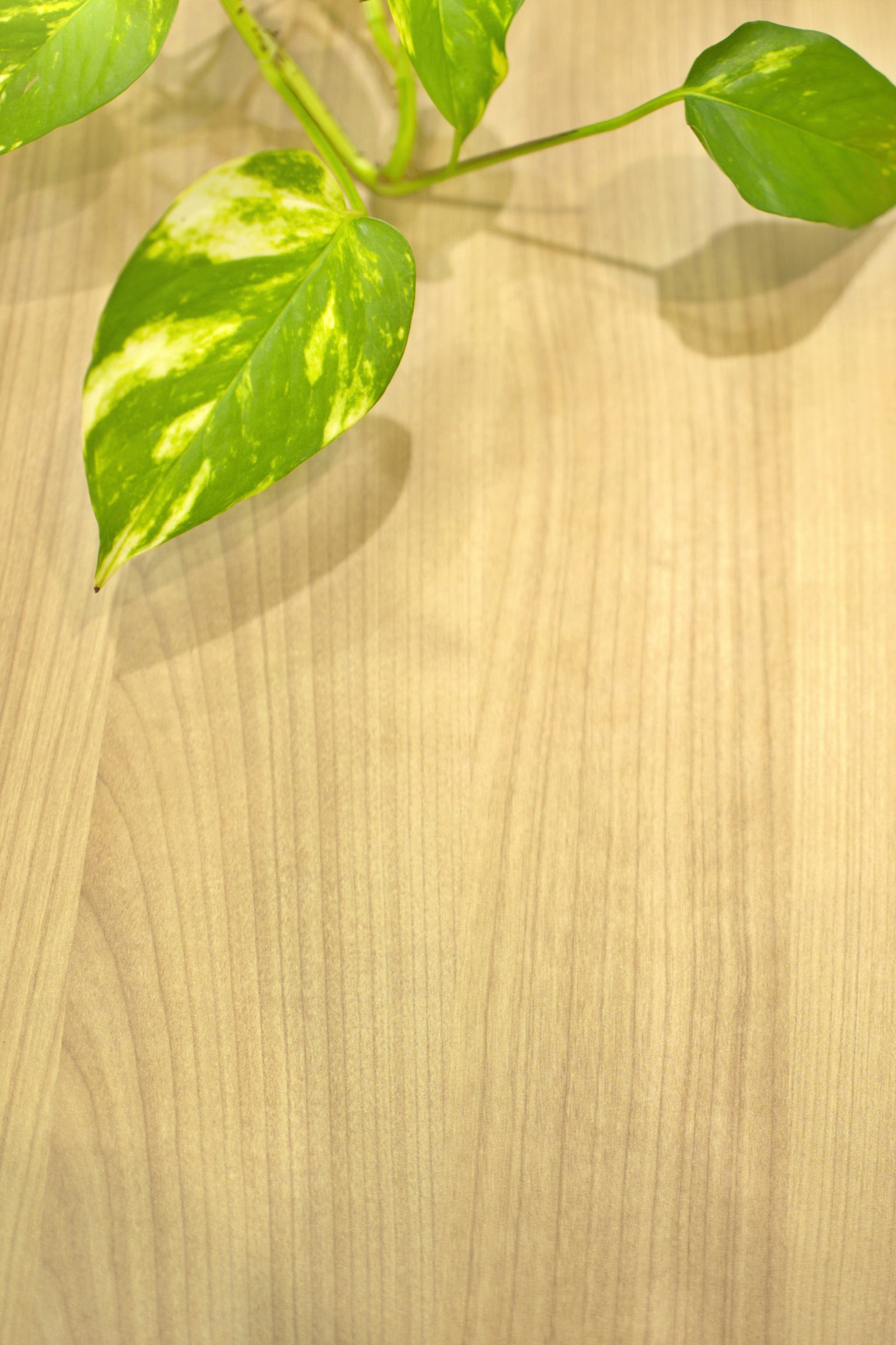 Green leaves on a wooden table surface