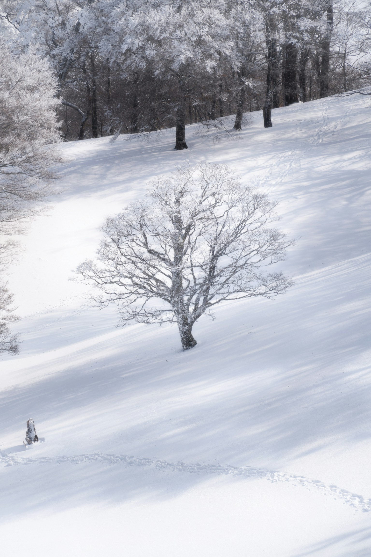 Un albero solitario si erge in un paesaggio innevato