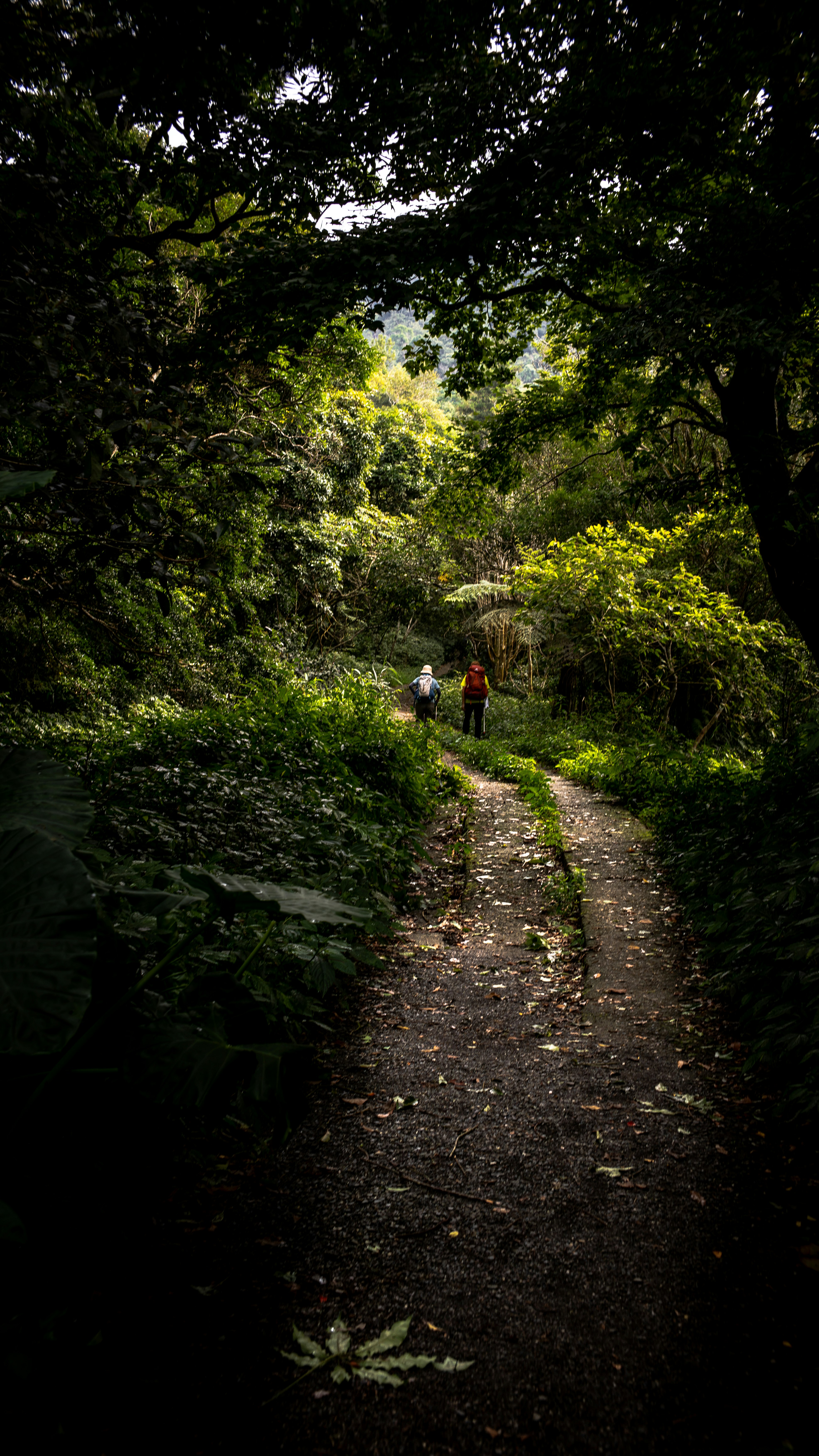 people walking along a forest path surrounded by trees