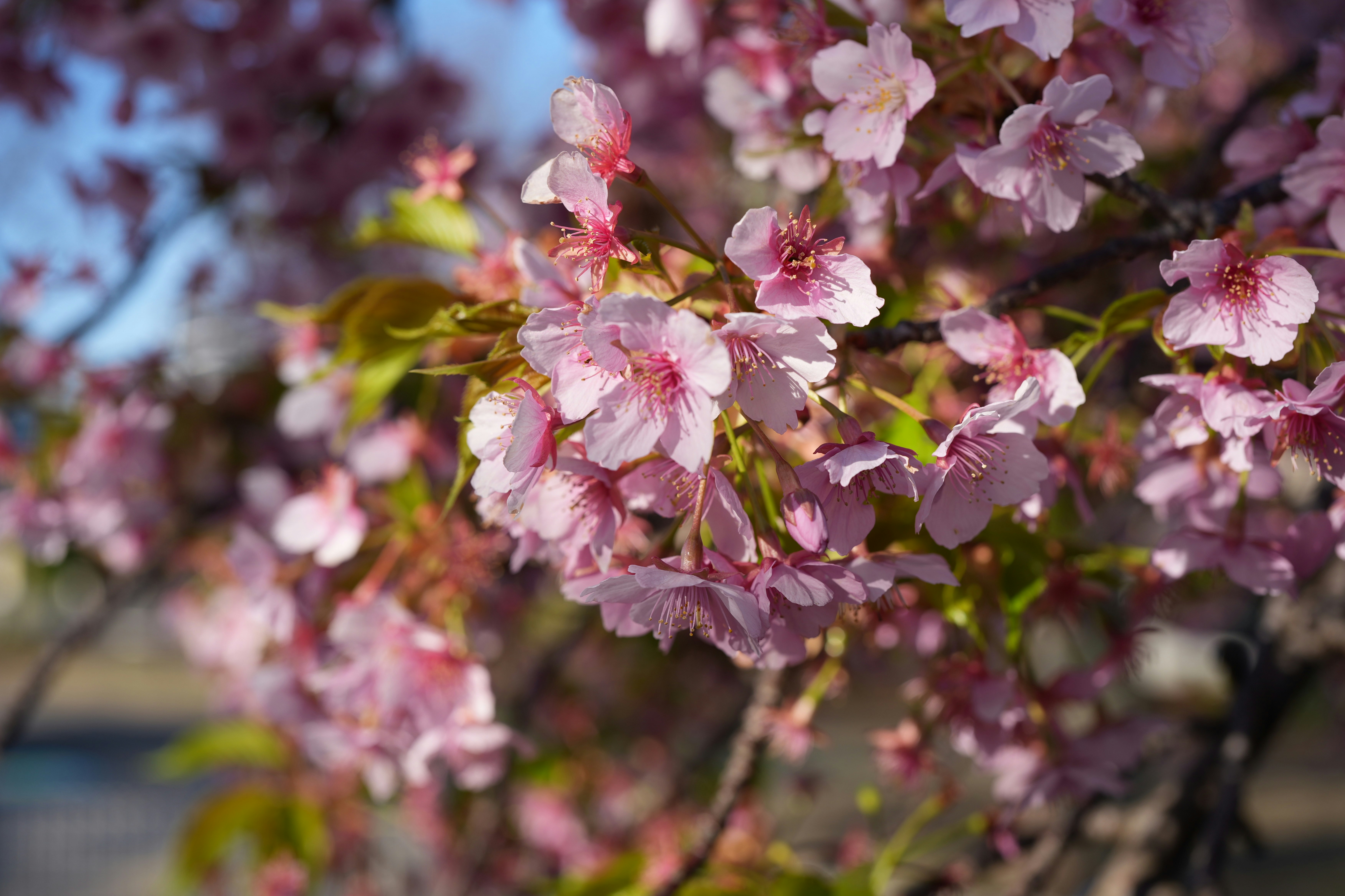 桜の花が咲く枝のクローズアップ
