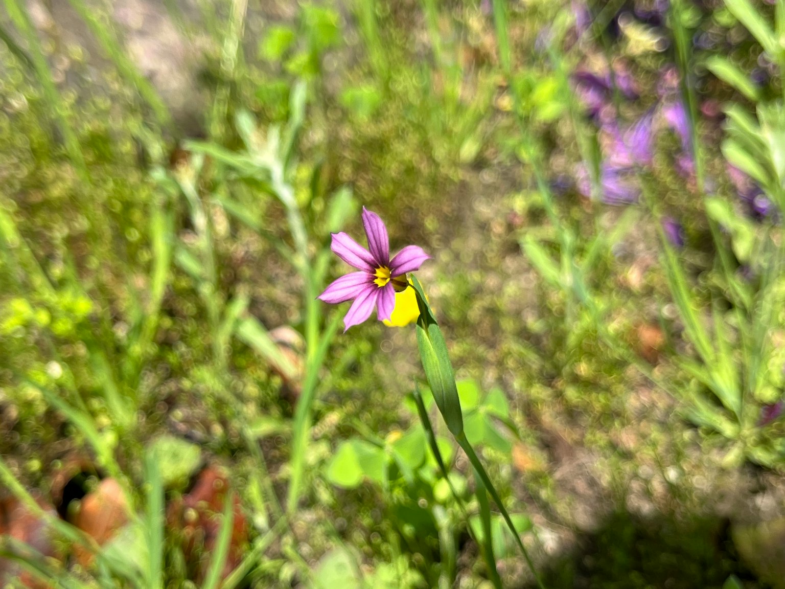 Lila Blume mit gelbem Zentrum umgeben von grünem Gras